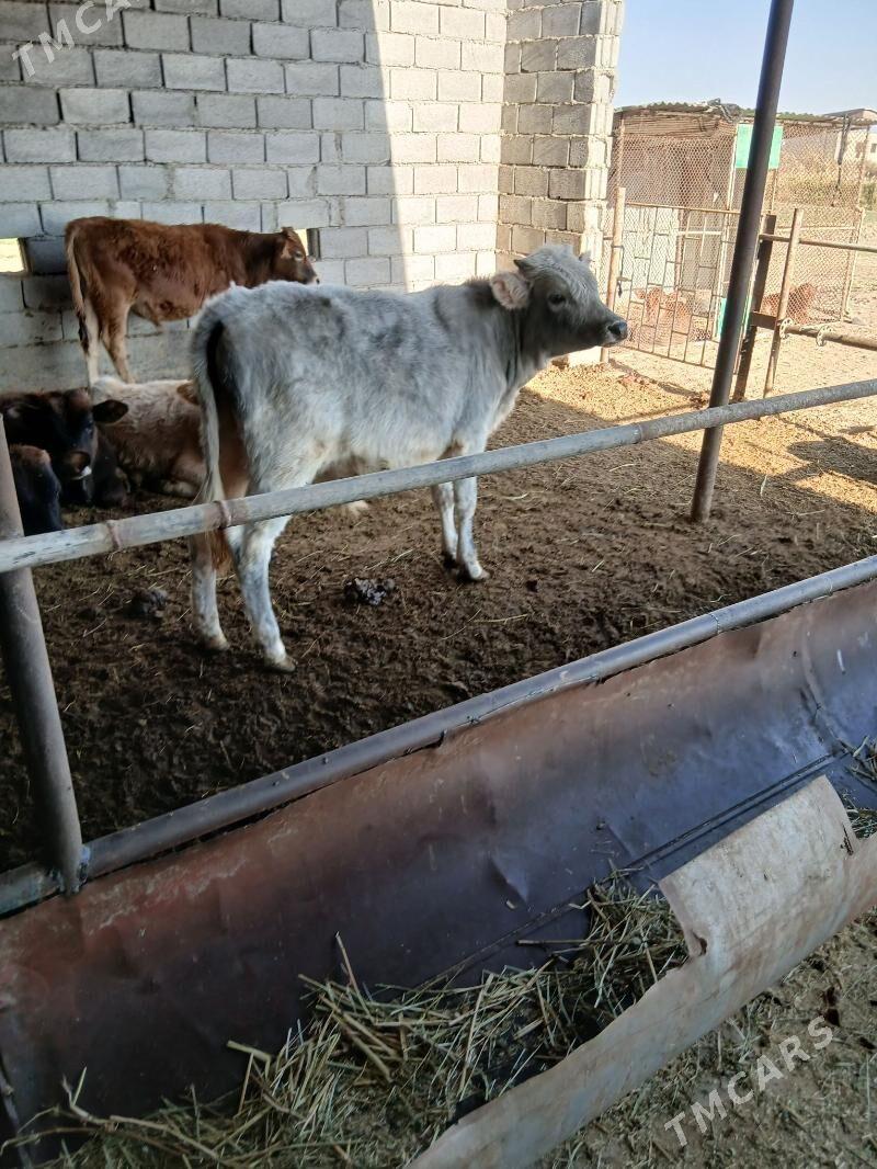 okuz - Бабадайхан - img 2