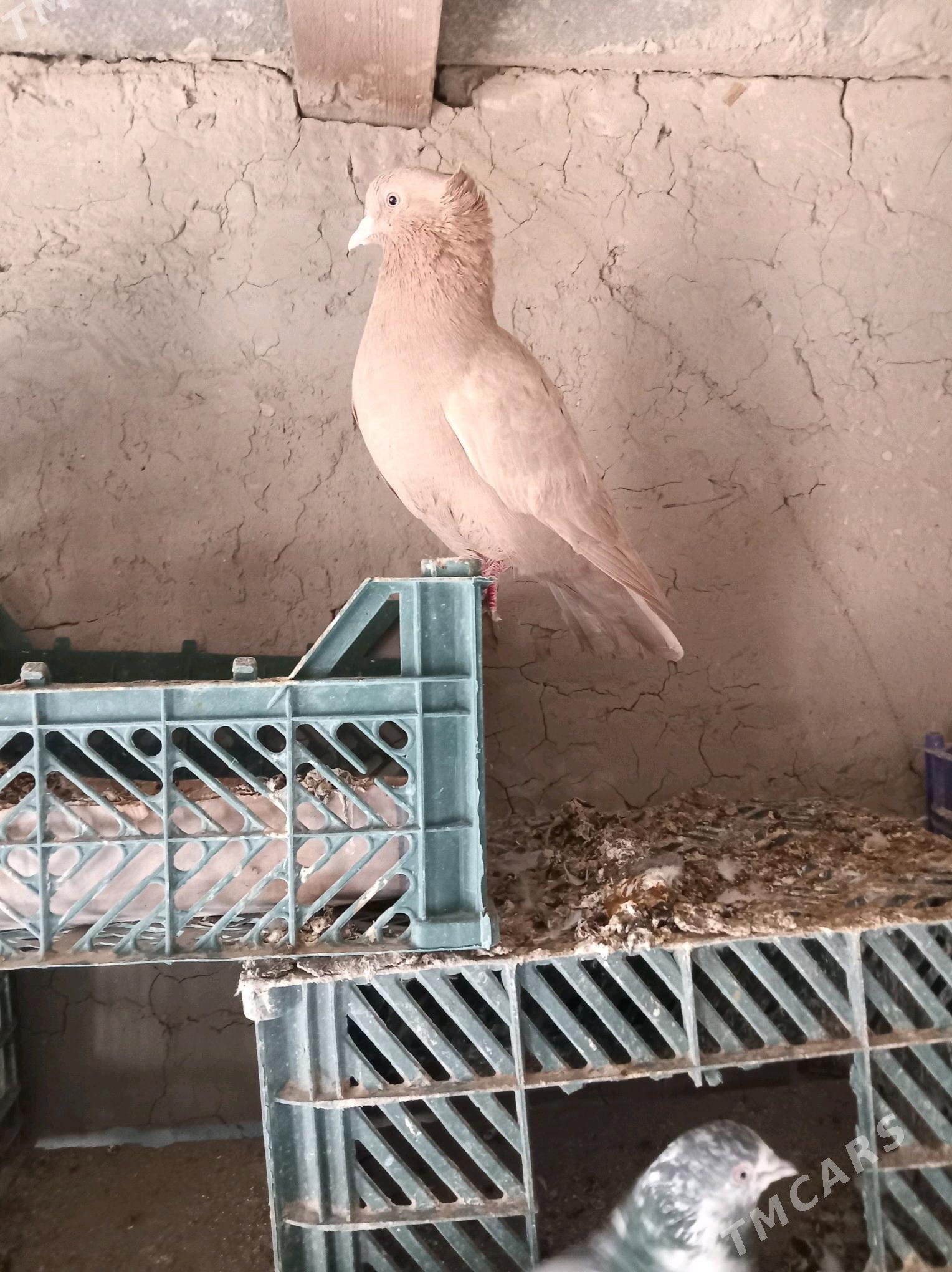 kepderi - Sakarçäge - img 10