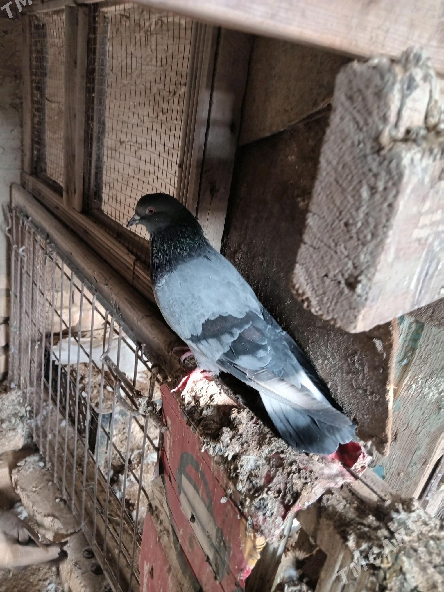 kepderi - Sakarçäge - img 9