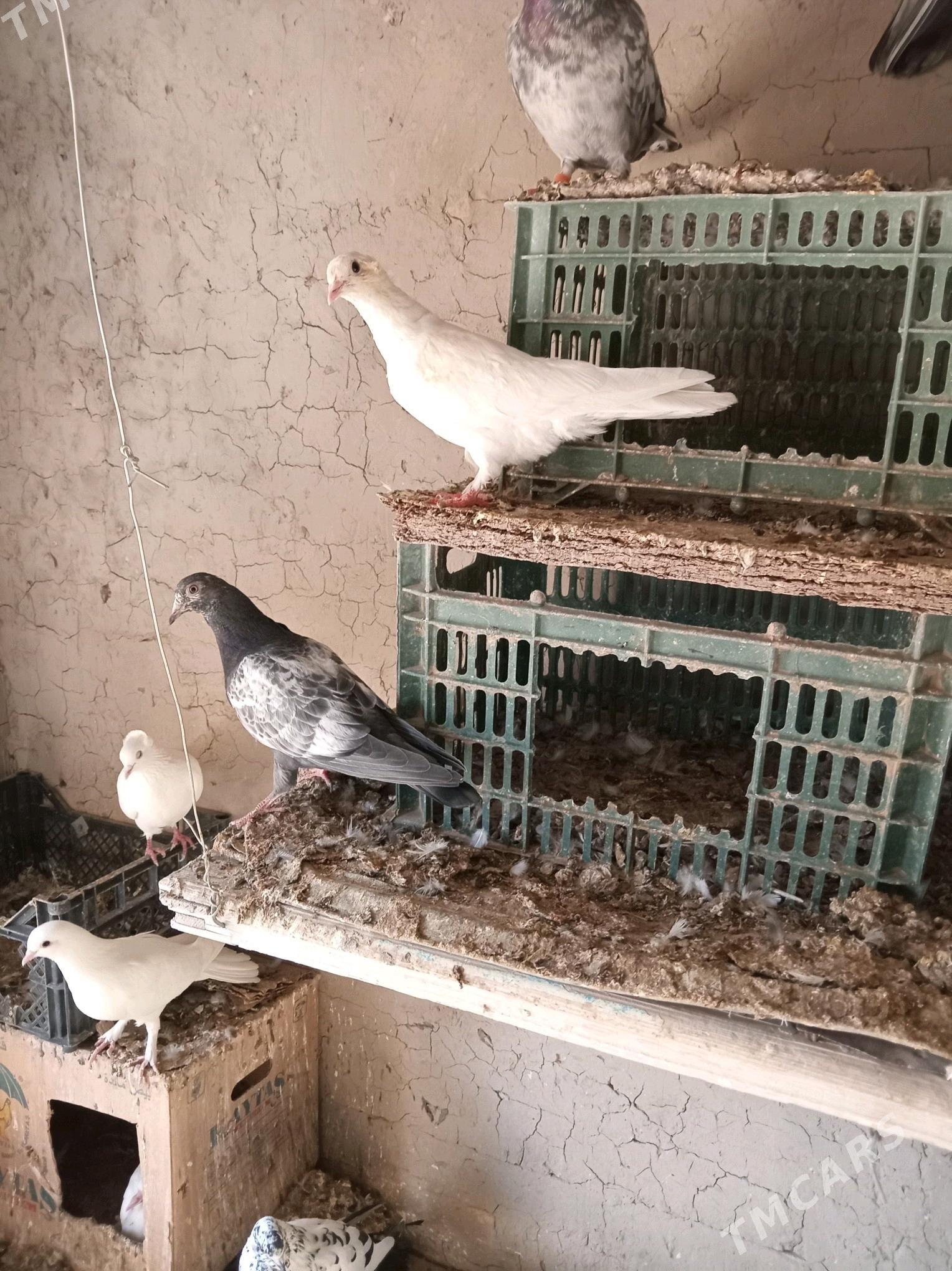 kepderi - Sakarçäge - img 8