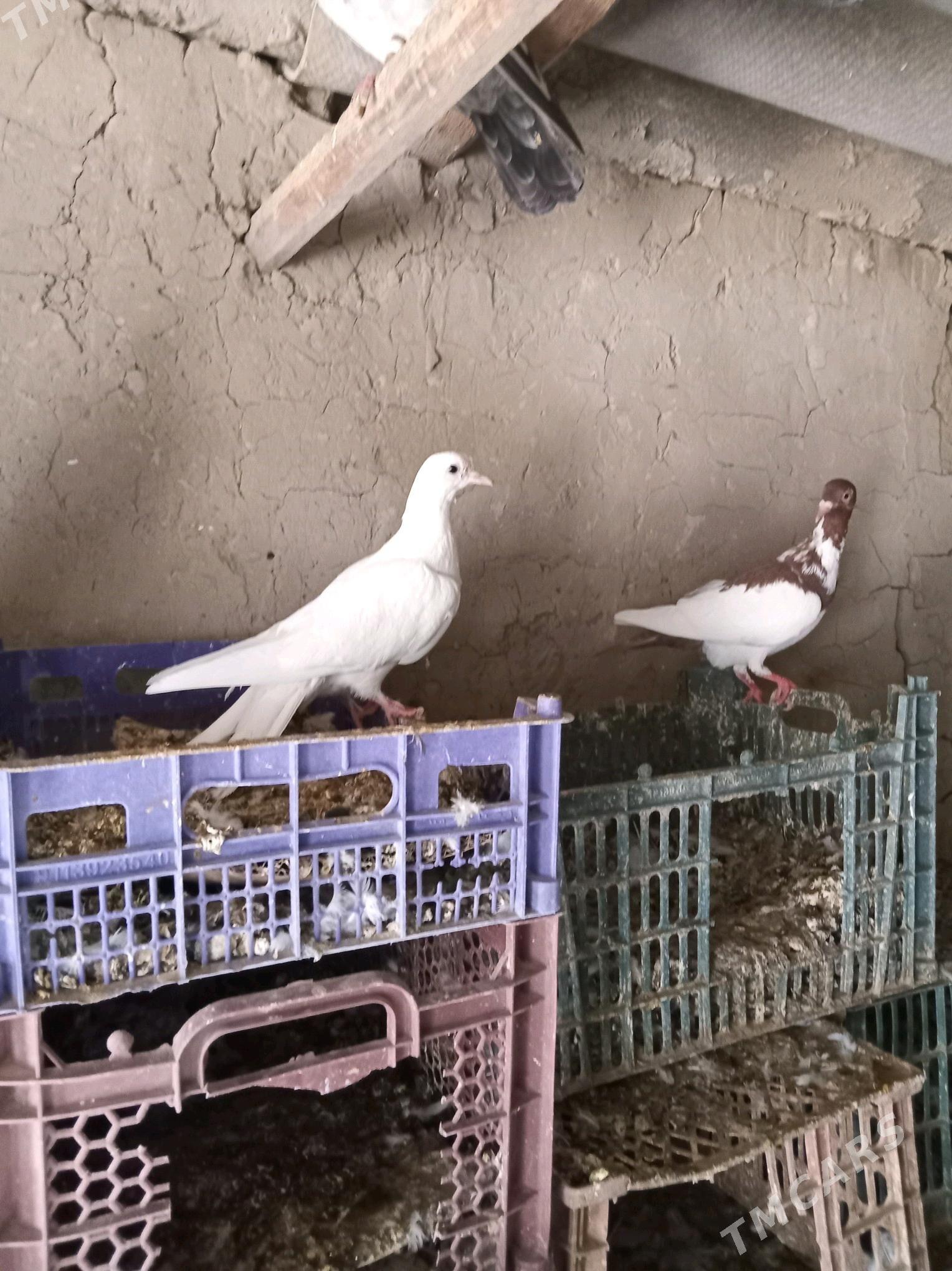 kepderi - Sakarçäge - img 6