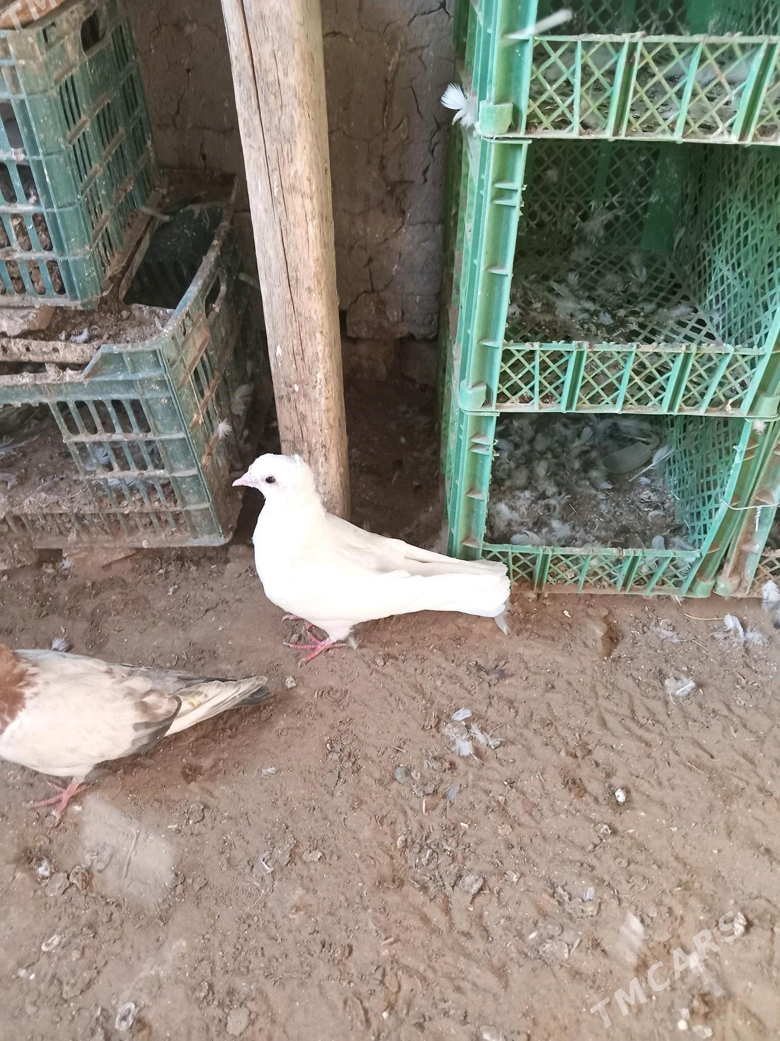 kepderi - Sakarçäge - img 7