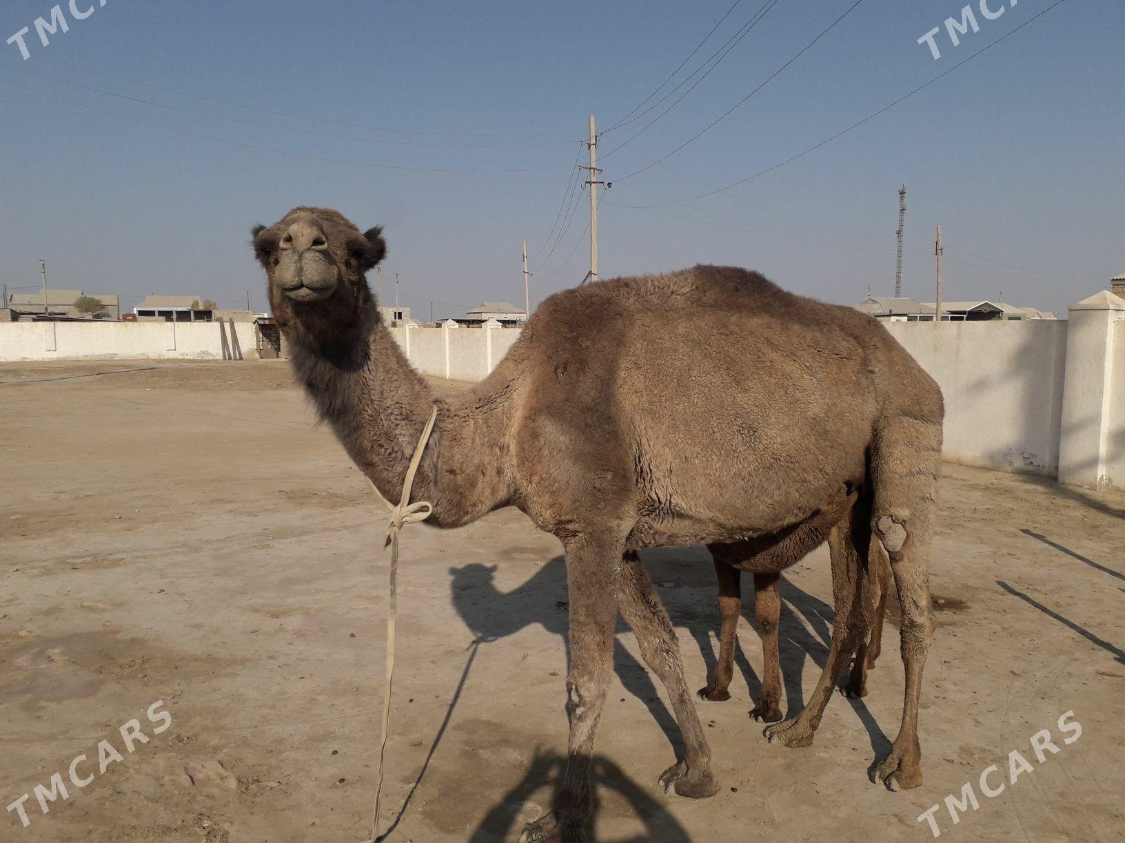 düýe torumly - Эсенгулы - img 3