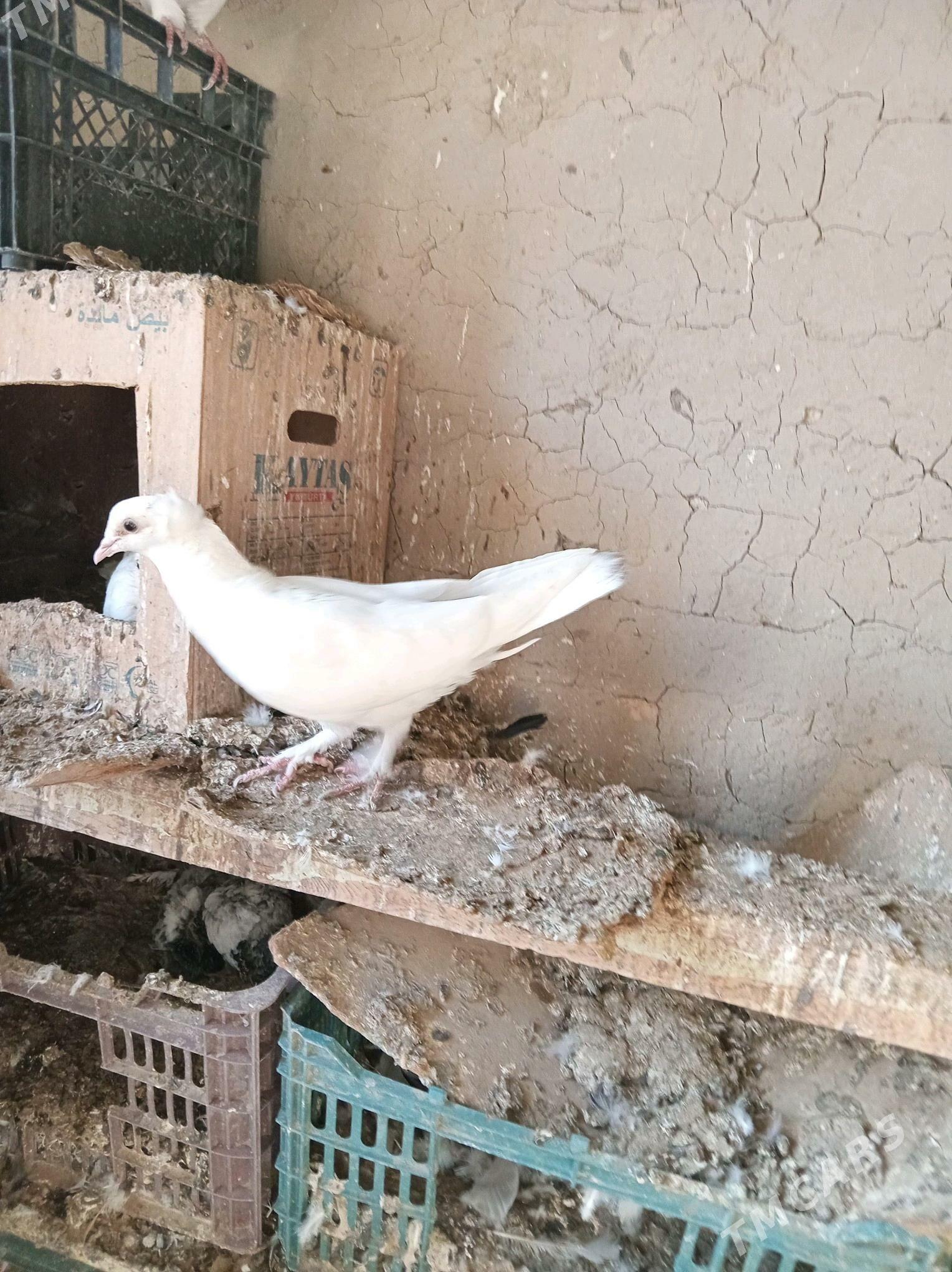 kepderi - Sakarçäge - img 5