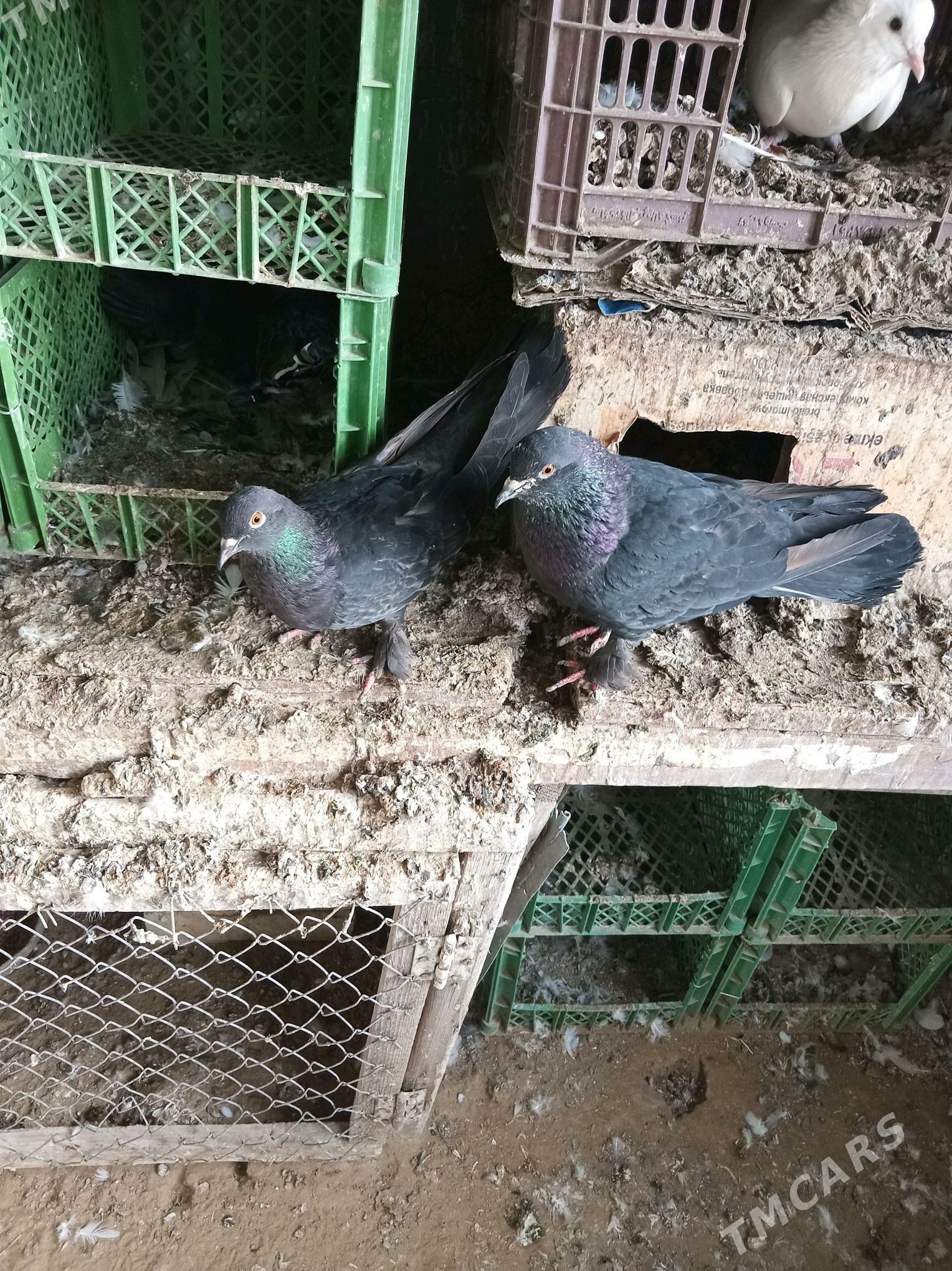 kepderi - Sakarçäge - img 3