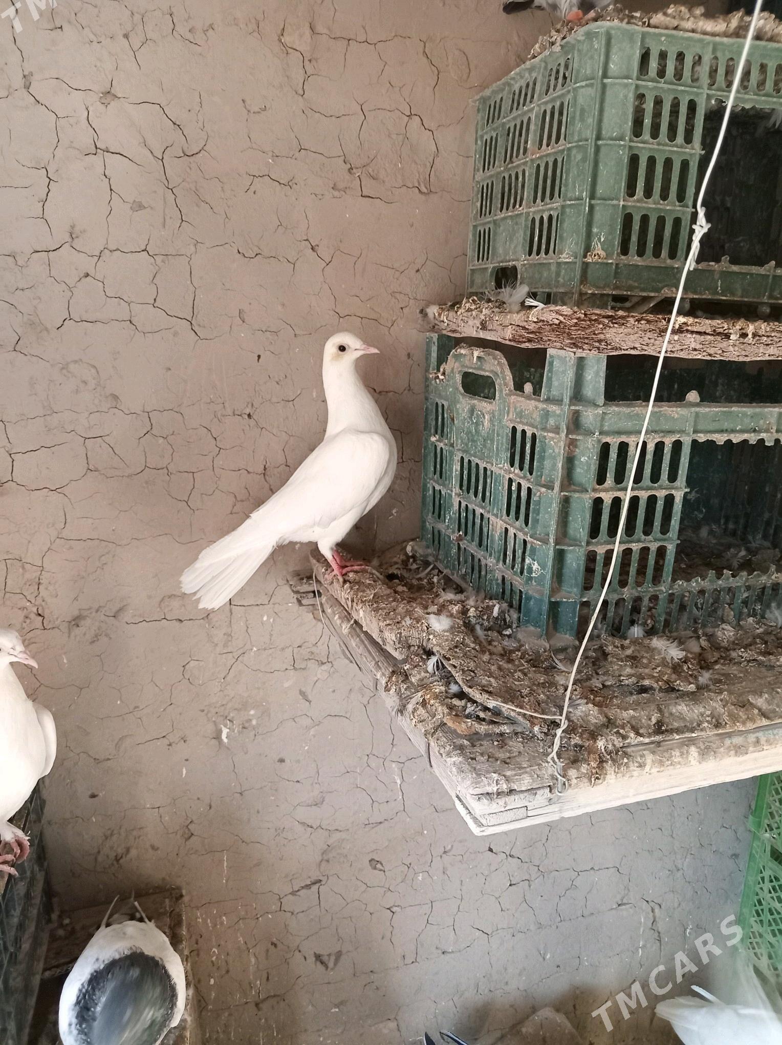 kepderi - Sakarçäge - img 4