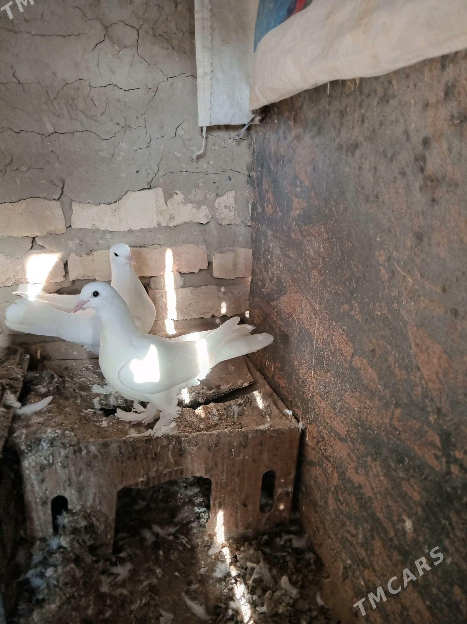 kepderi - Sakarçäge - img 11