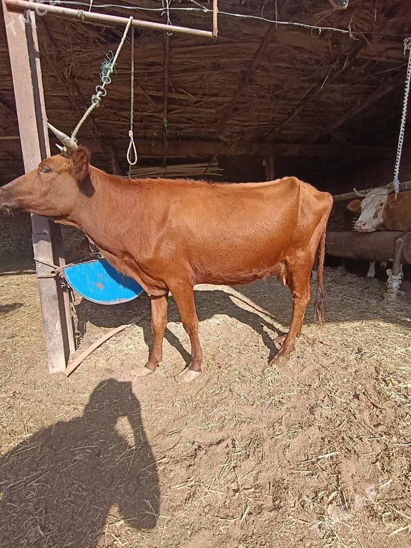 SAGLYK.     SYGYR - Türkmenabat - img 3