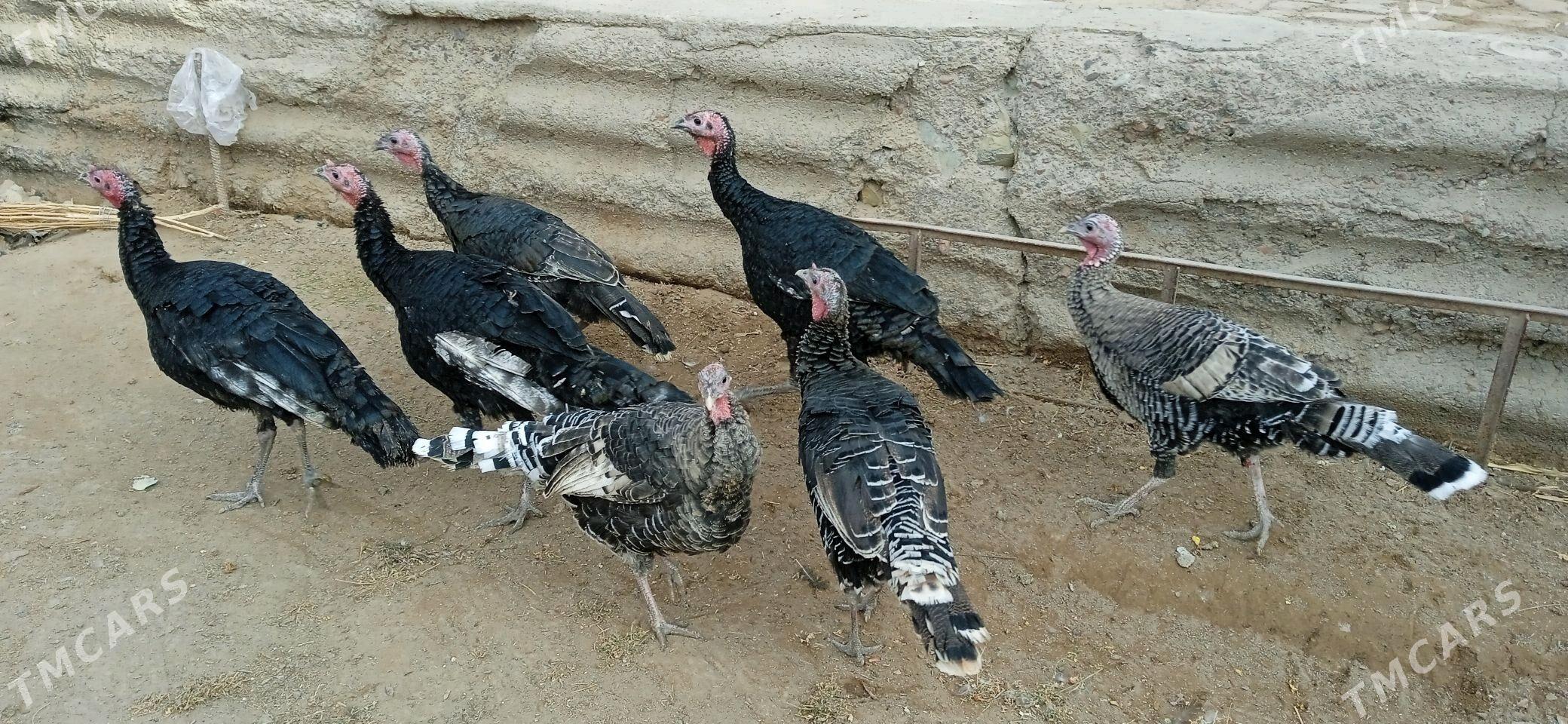 induk - Görogly (Tagta) - img 1