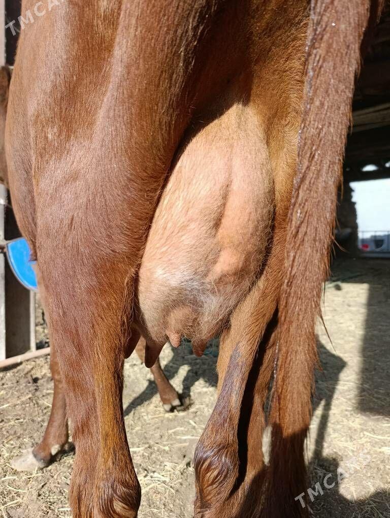 SAGLYK.     SYGYR - Türkmenabat - img 4