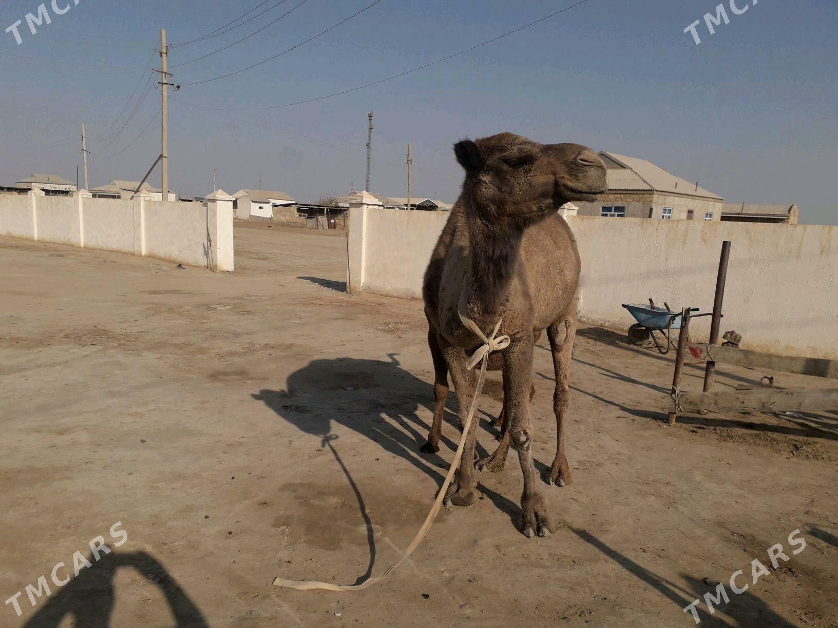 düýe torumly - Эсенгулы - img 2