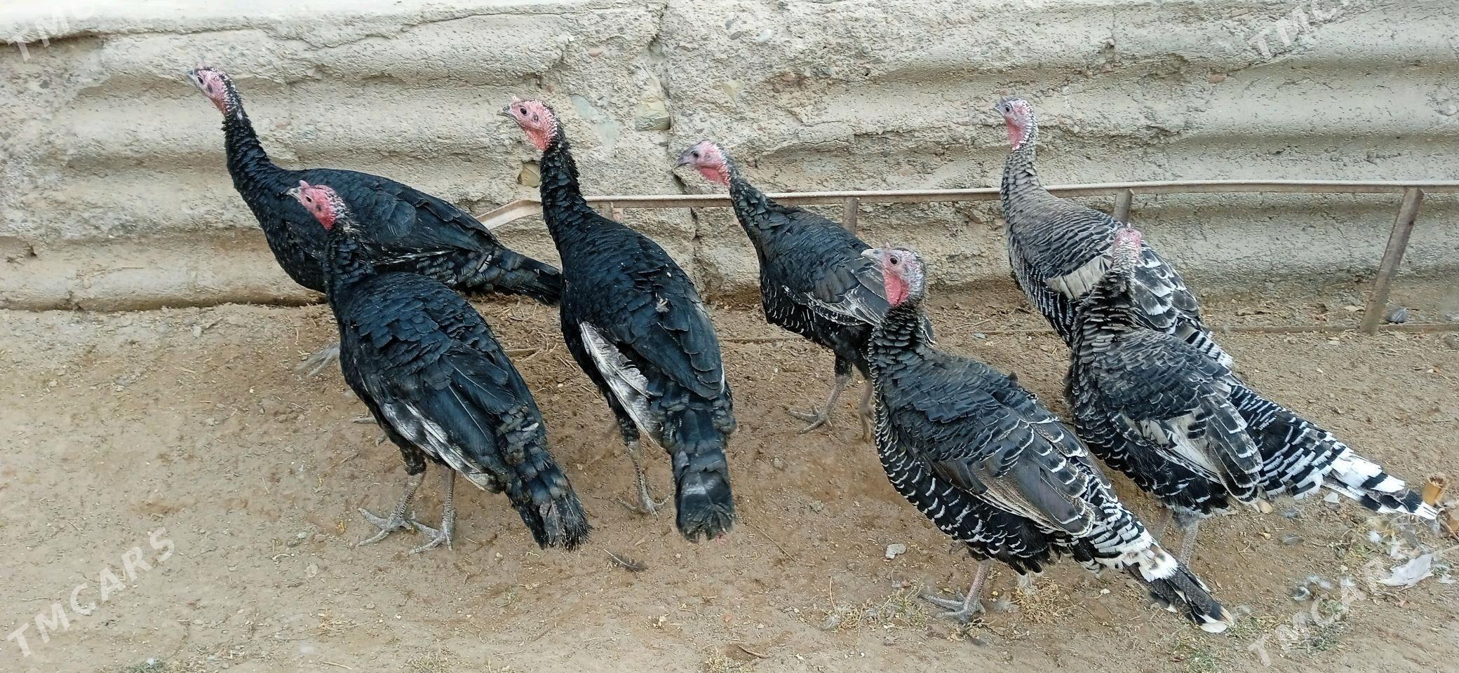 induk - Görogly (Tagta) - img 2