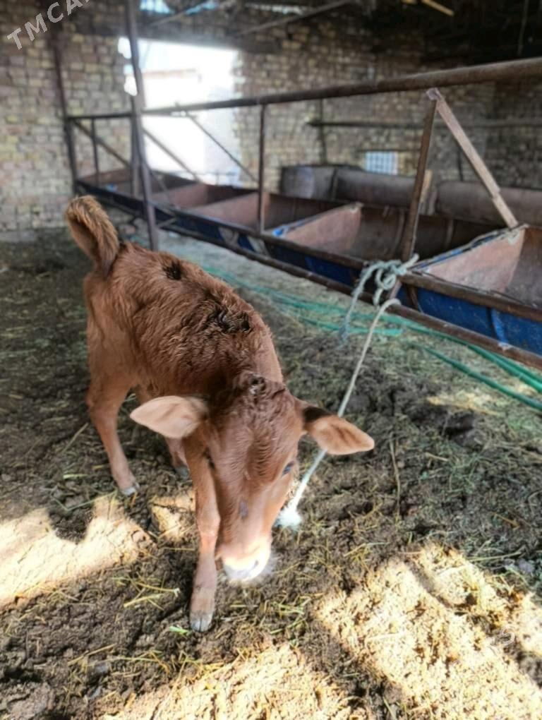 SAGLYK.     SYGYR - Türkmenabat - img 5