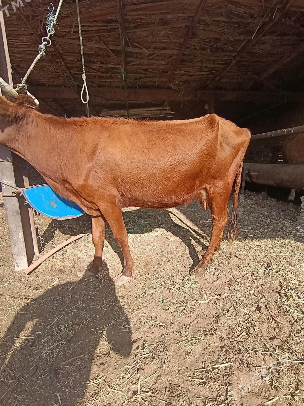 SAGLYK.     SYGYR - Türkmenabat - img 2