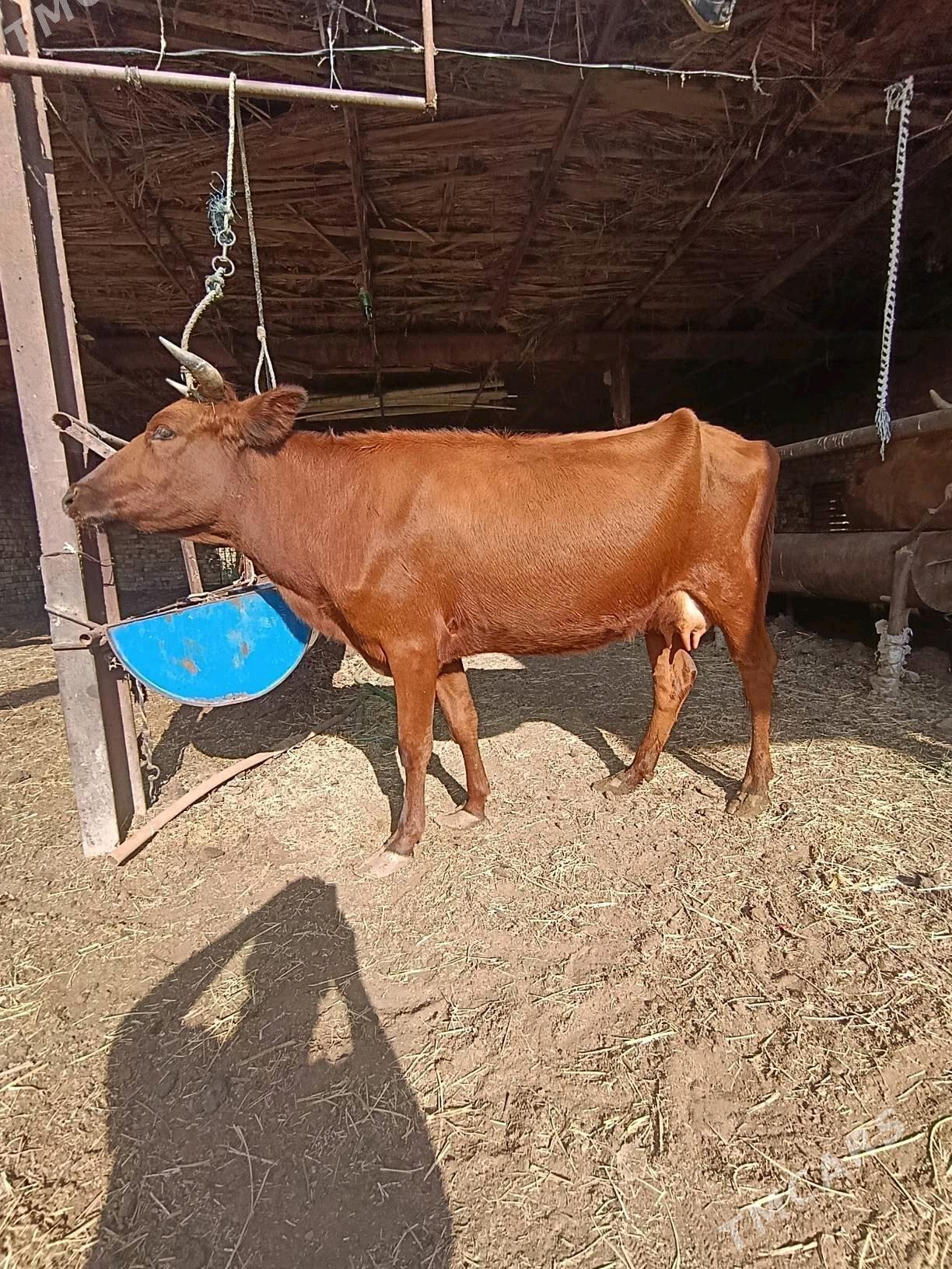 SAGLYK.     SYGYR - Türkmenabat - img 6