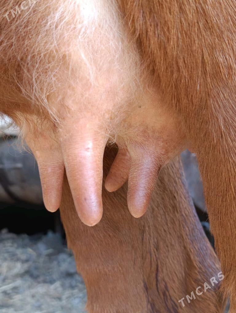 SAGLYK.     SYGYR - Türkmenabat - img 8