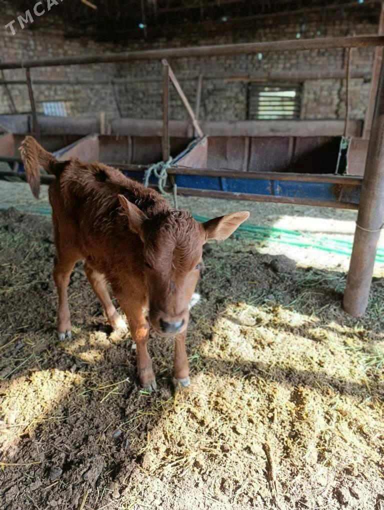 SAGLYK.     SYGYR - Türkmenabat - img 9