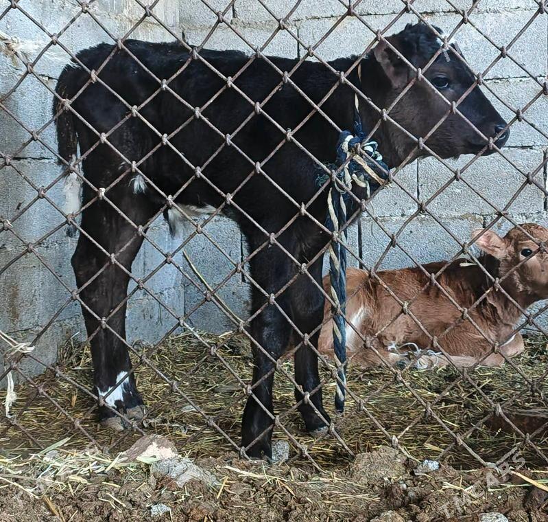 GÖLELİ SYGYR - Gökdepe - img 4