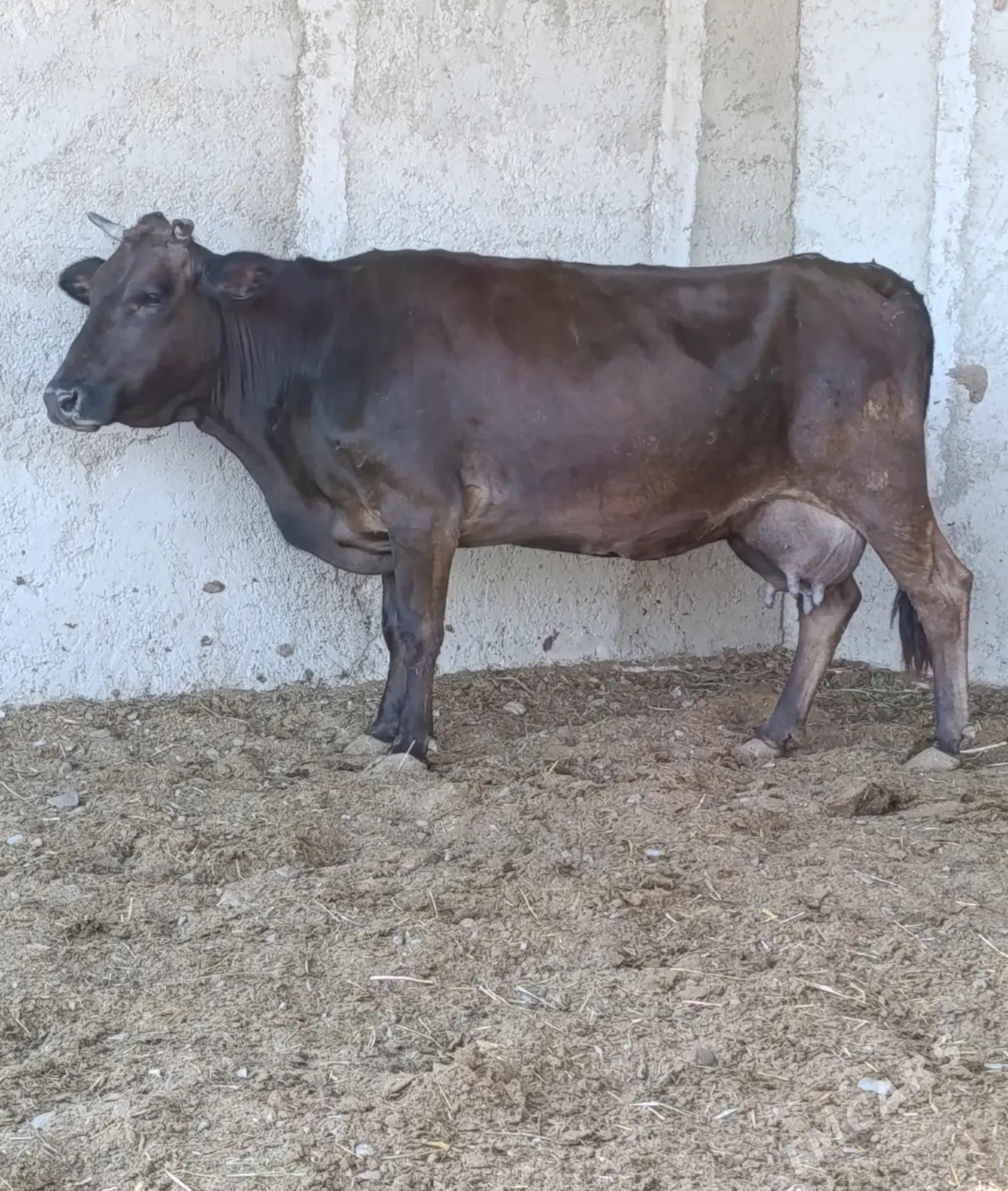 GÖLELİ SYGYR - Gökdepe - img 3