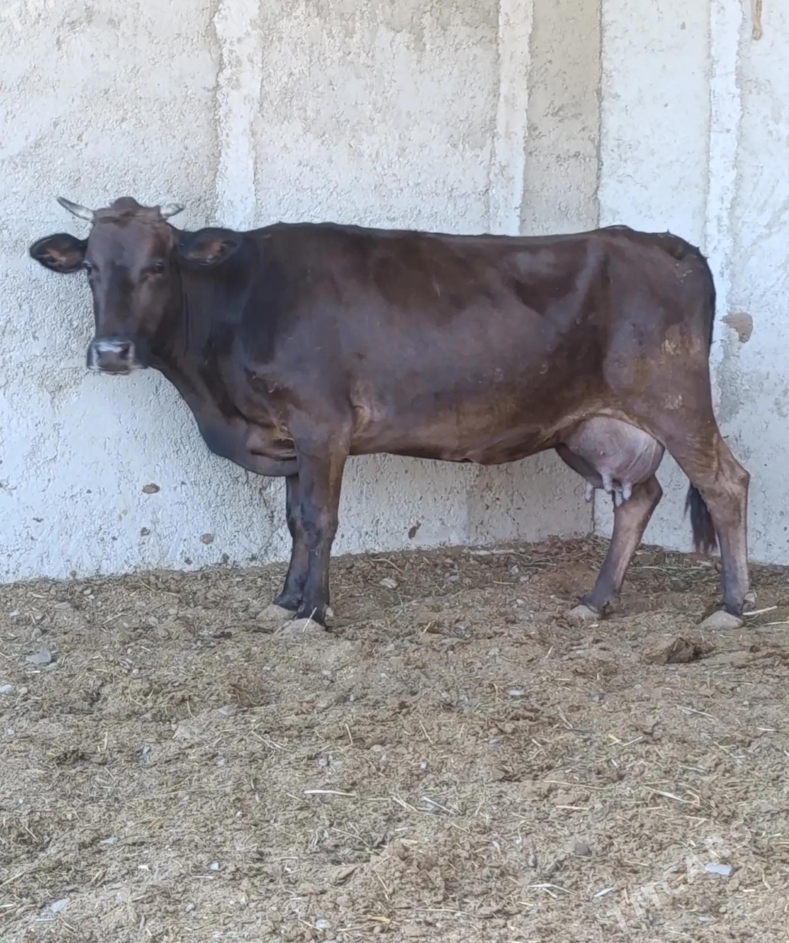 GÖLELİ SYGYR - Gökdepe - img 1