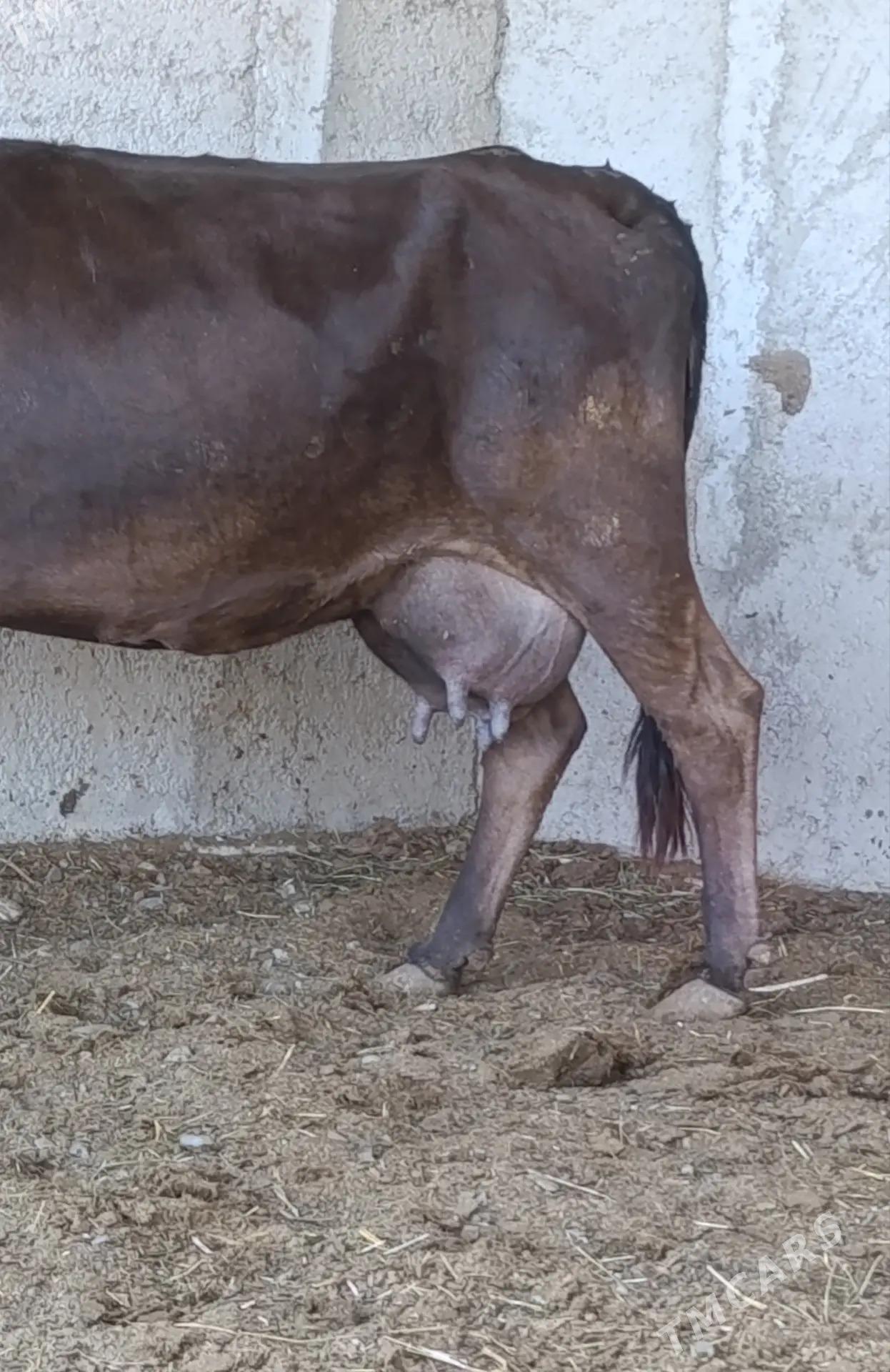 GÖLELİ SYGYR - Gökdepe - img 2