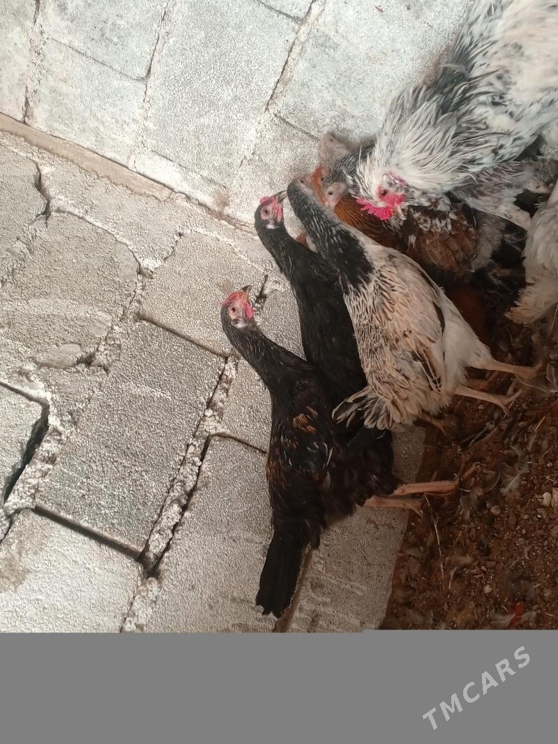 brama Taşkent - Gökdepe - img 2