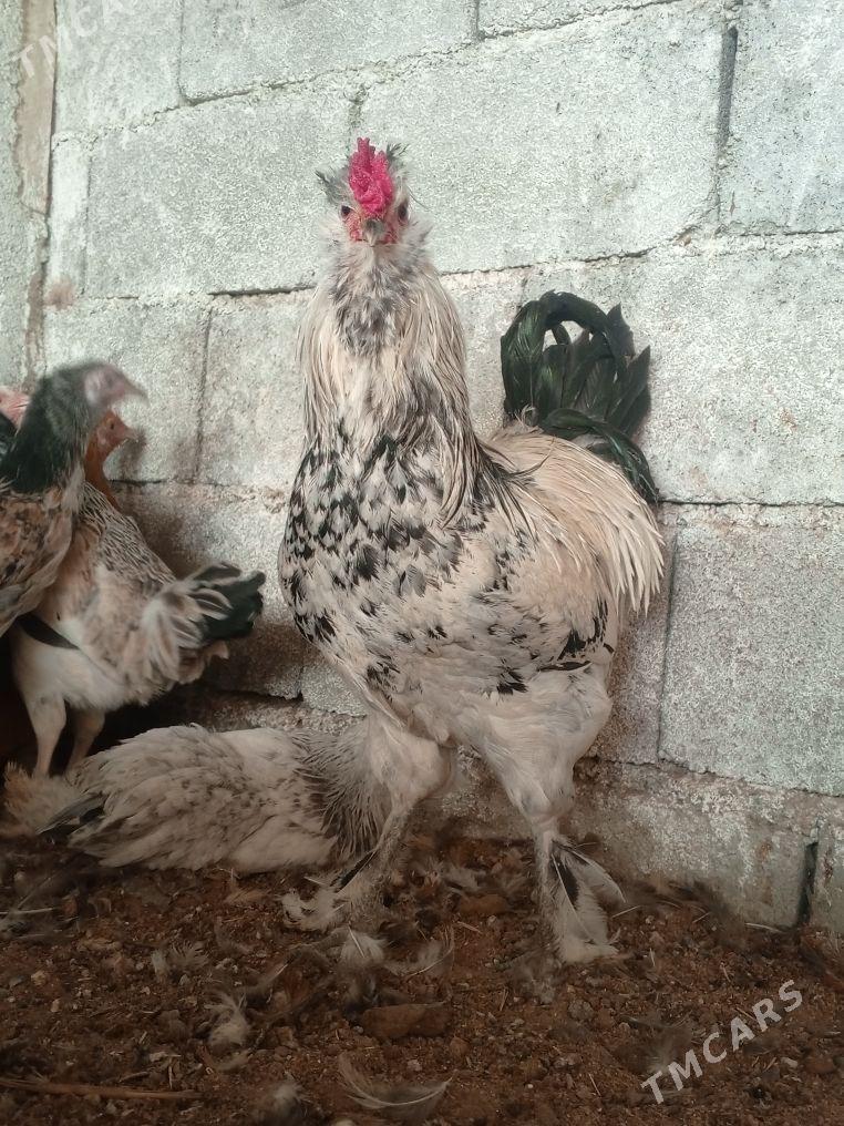 brama Taşkent - Gökdepe - img 4