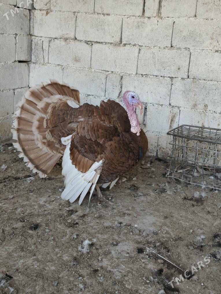 induk horaz - Ашхабад - img 3