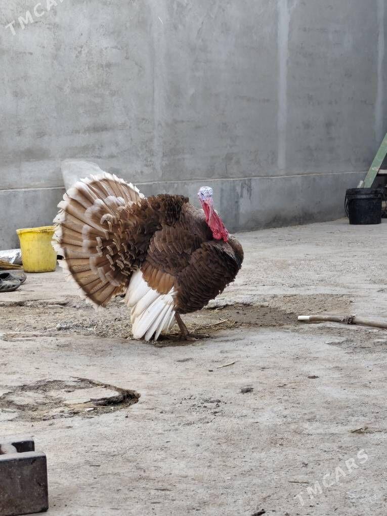 induk horaz - Ашхабад - img 2