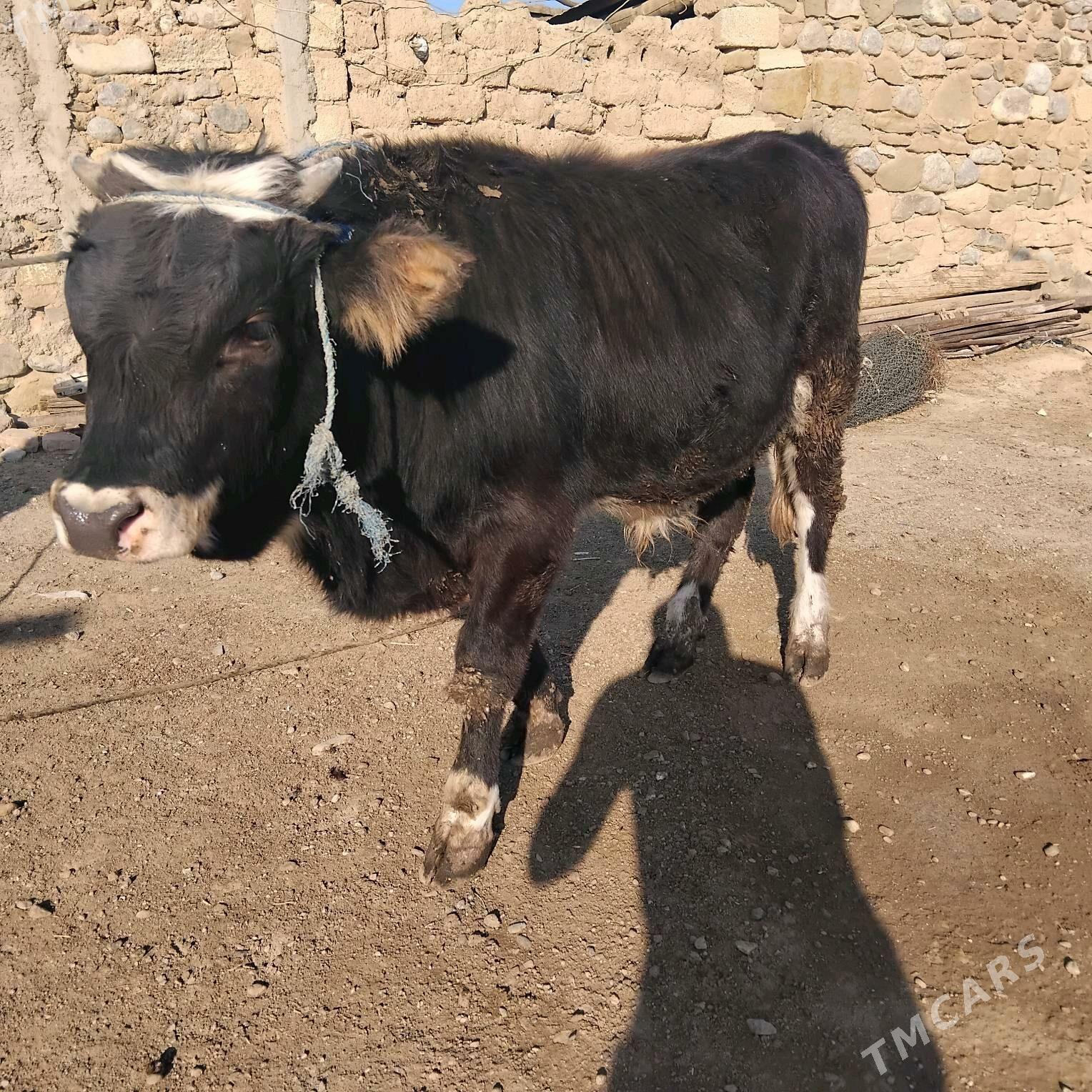 okuz - Гызыларбат - img 5