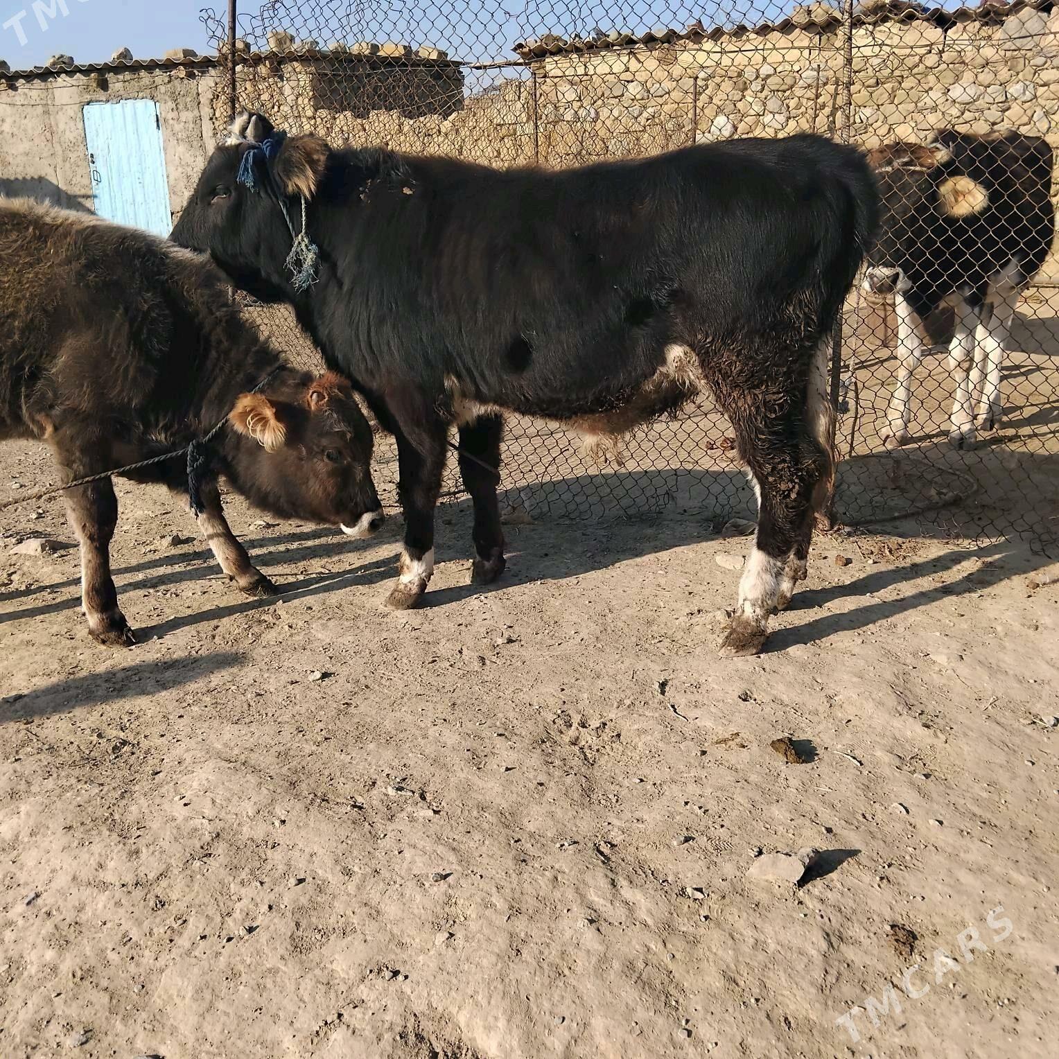 okuz - Гызыларбат - img 3