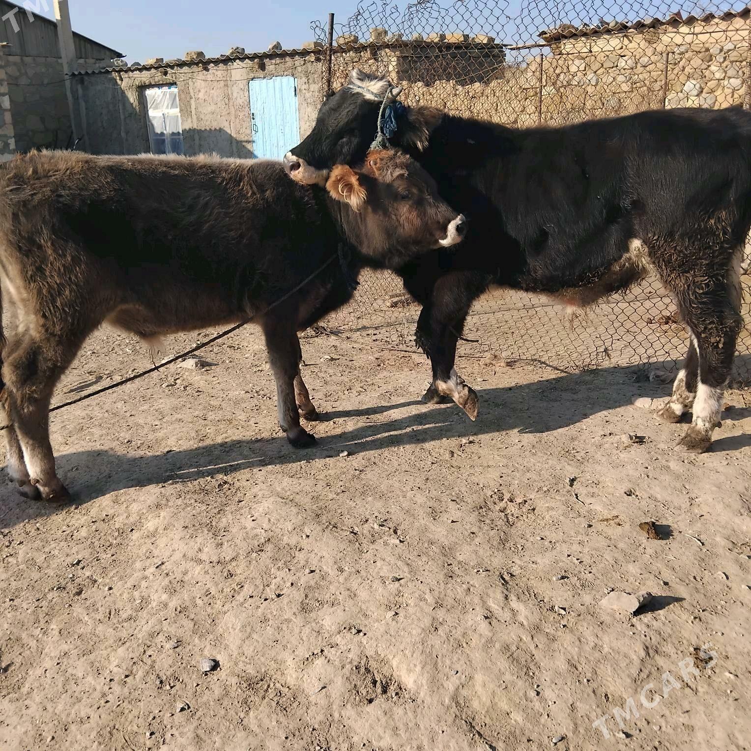 okuz - Гызыларбат - img 2