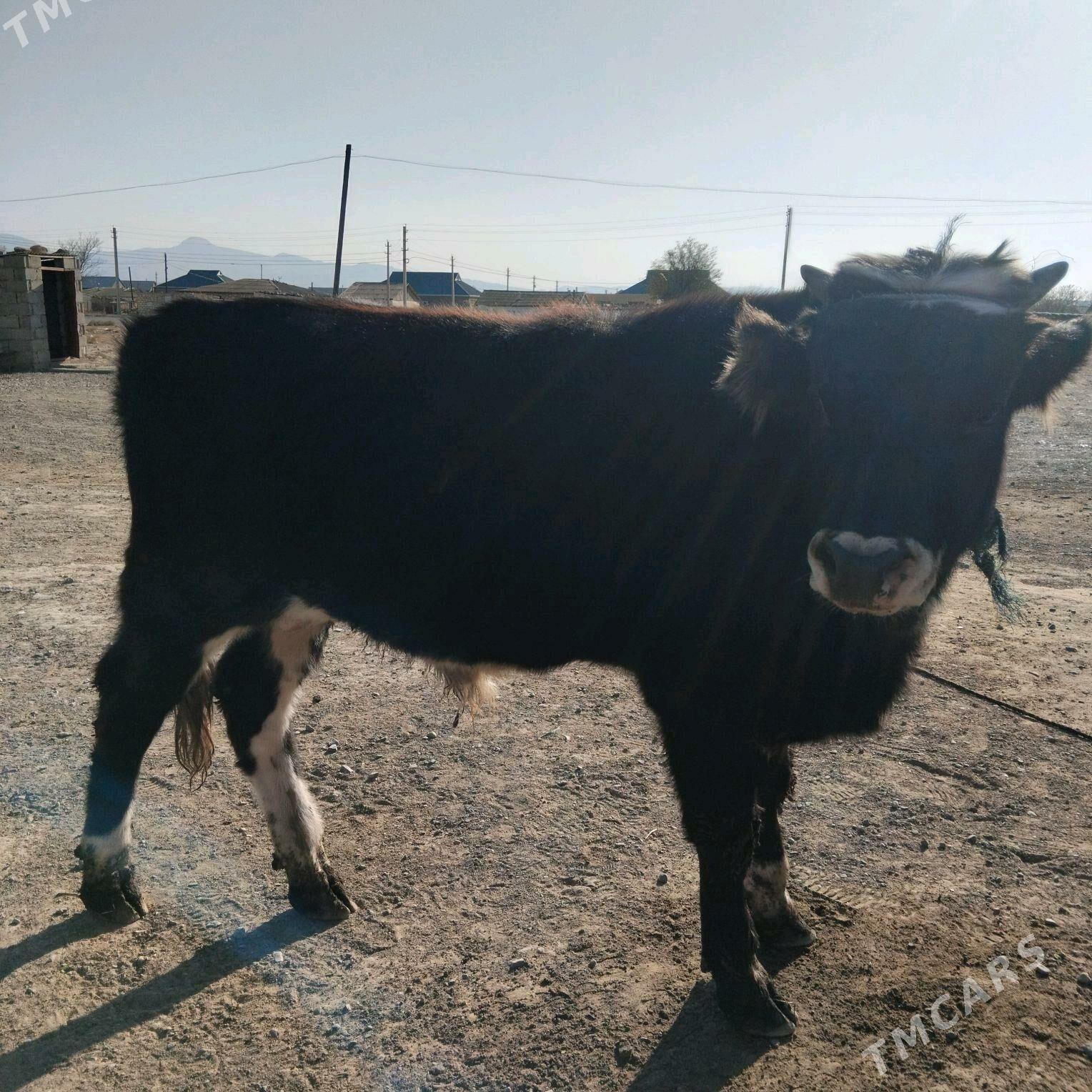 okuz - Гызыларбат - img 6