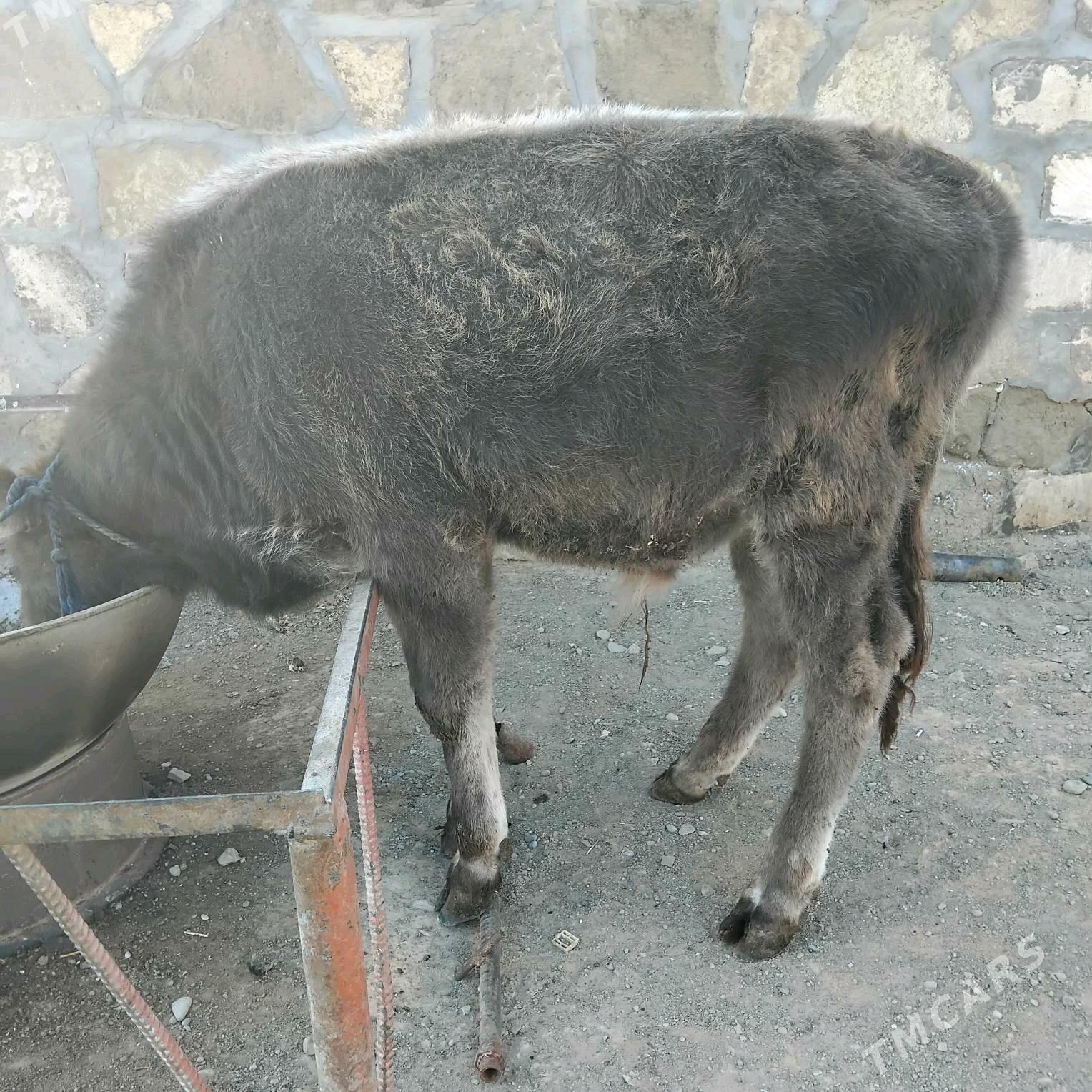 okuz - Гызыларбат - img 4