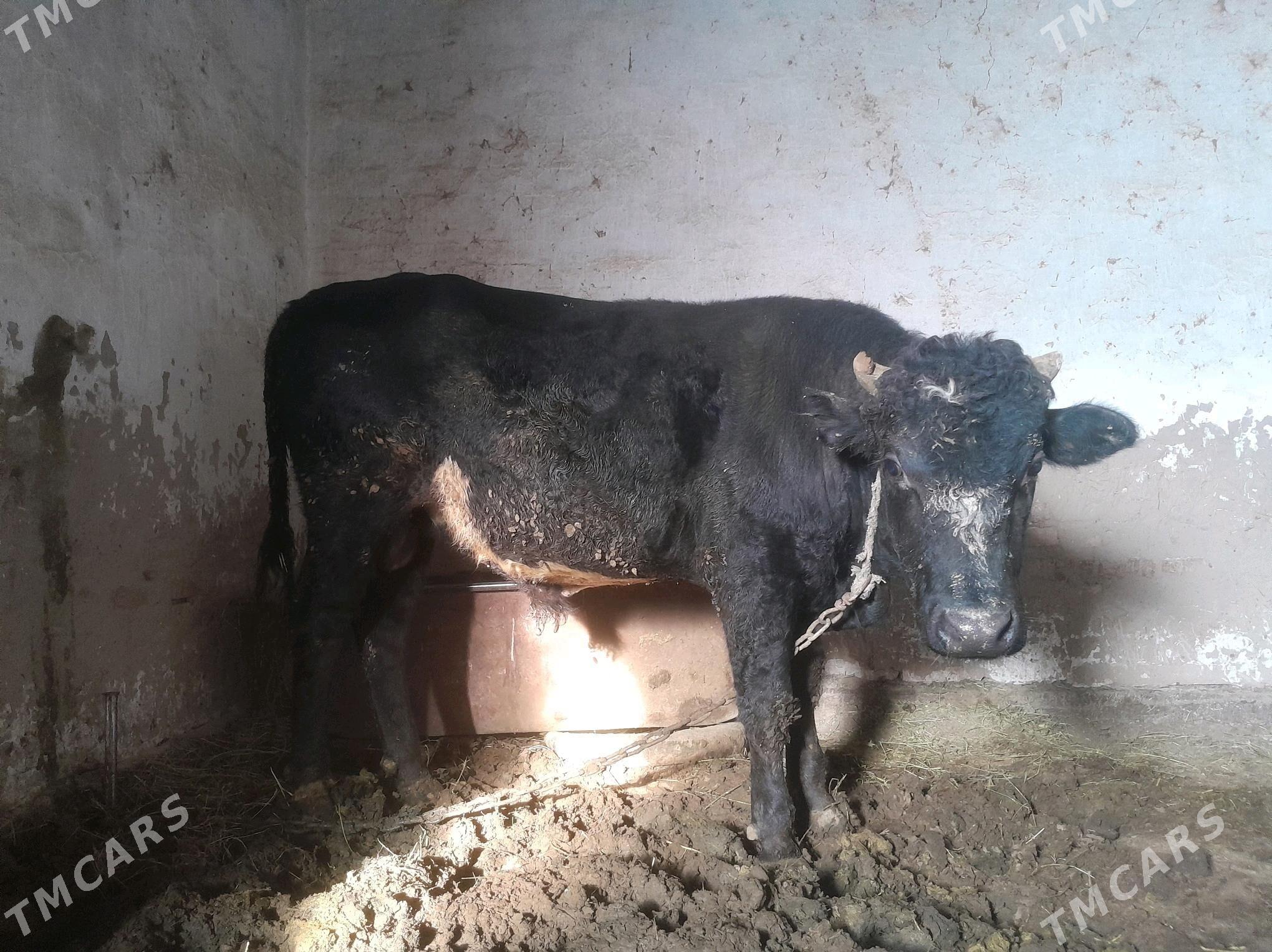 Bakylan mal - Векильбазар - img 2