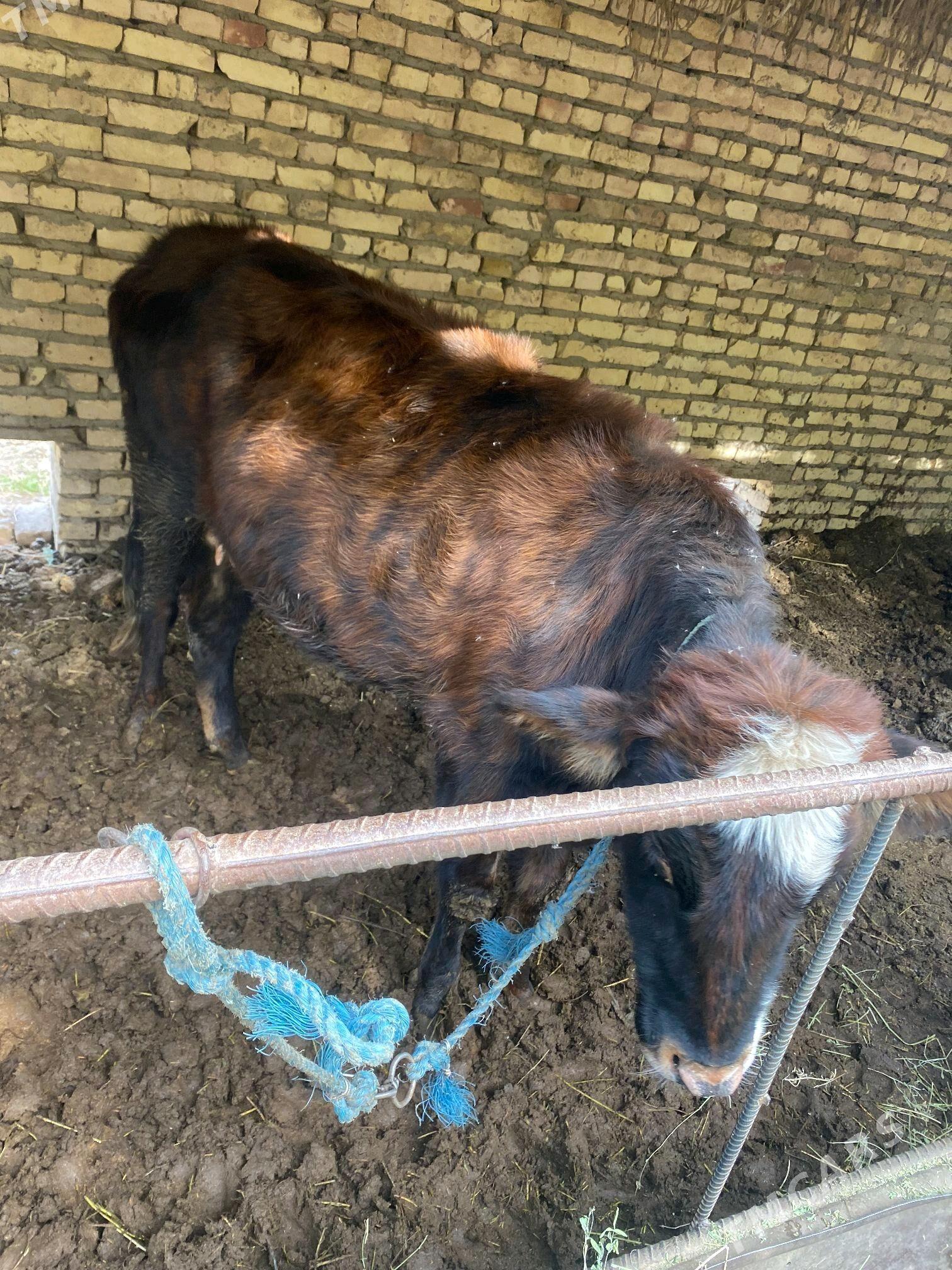 2 inek 1 unajyn - Çärjew - img 6