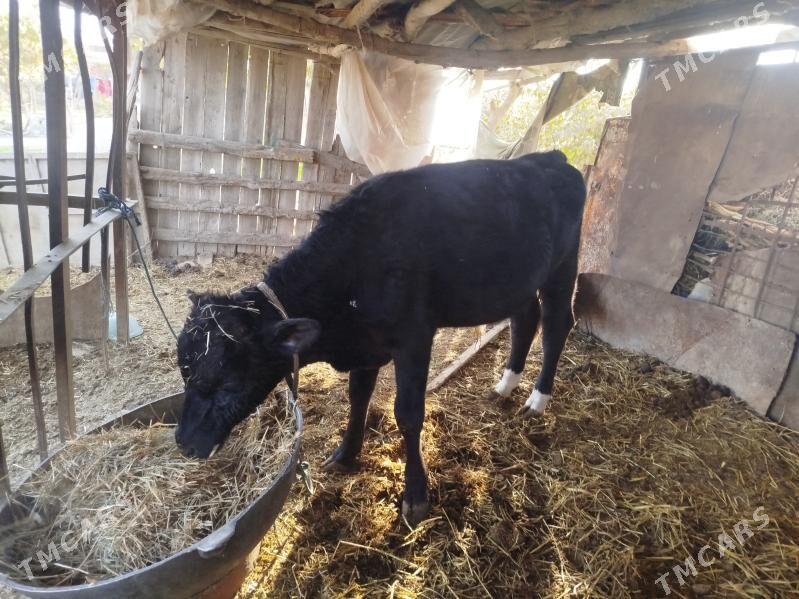 ojekli inek - Türkmenabat - img 4