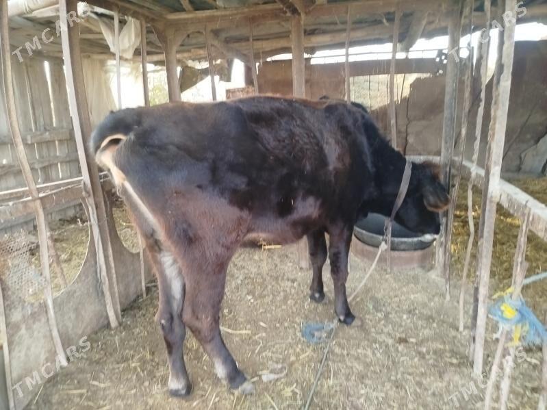 ojekli inek - Türkmenabat - img 3