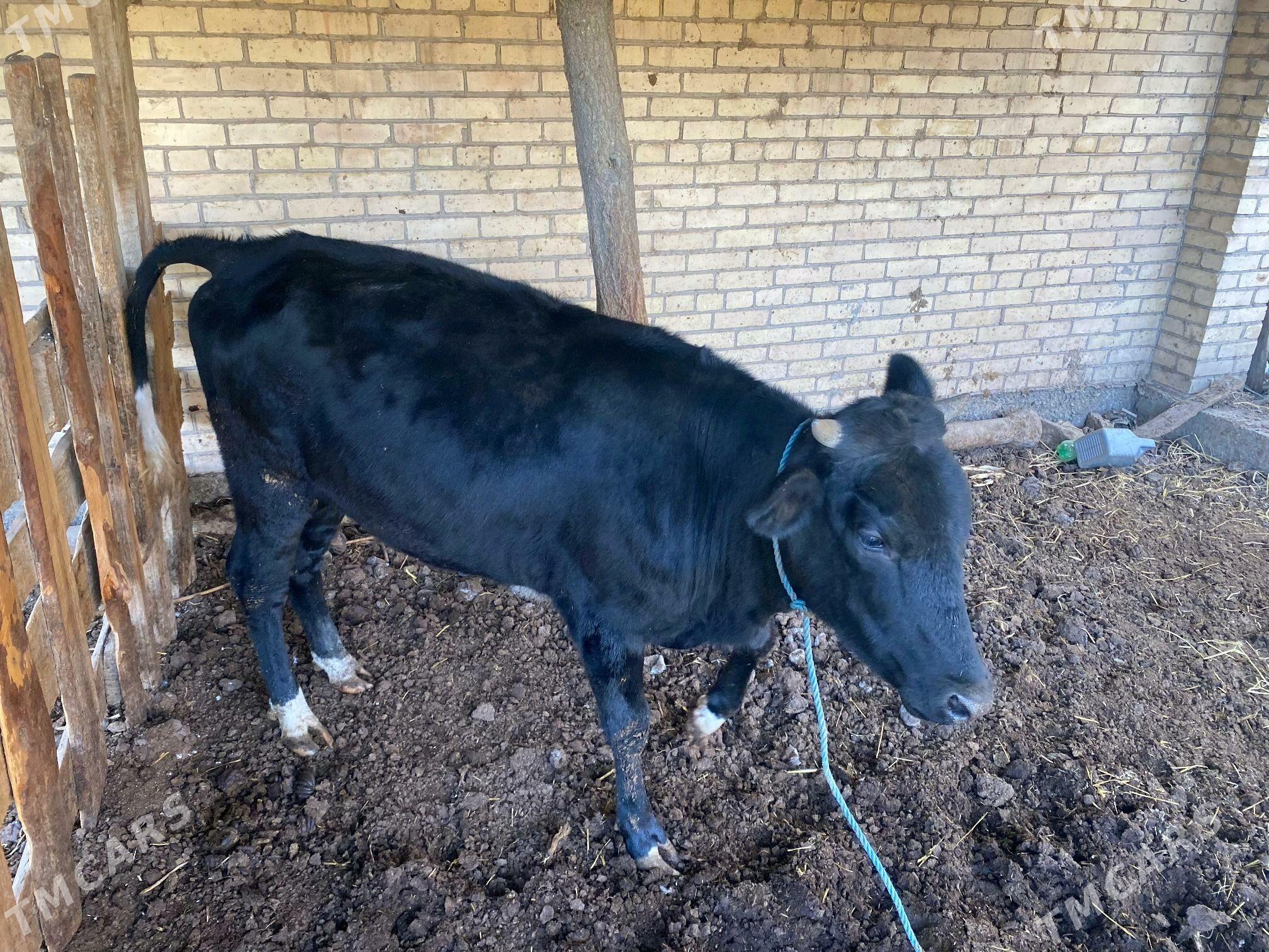 2 inek 1 unajyn - Çärjew - img 2