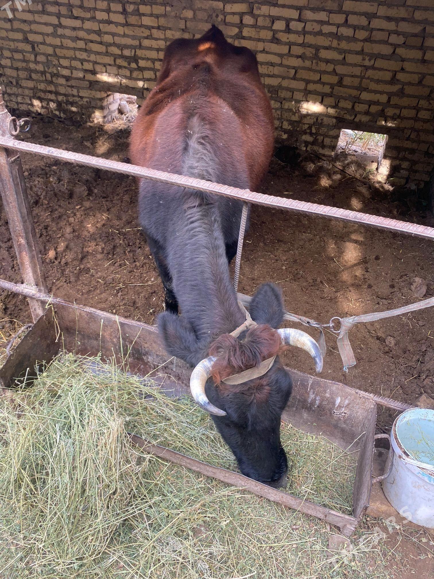 2 inek 1 unajyn - Çärjew - img 7