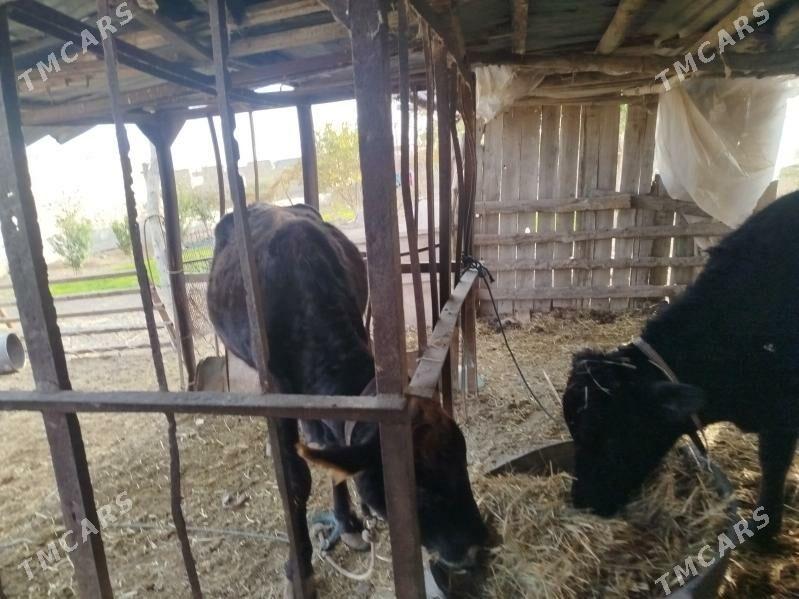 ojekli inek - Türkmenabat - img 6