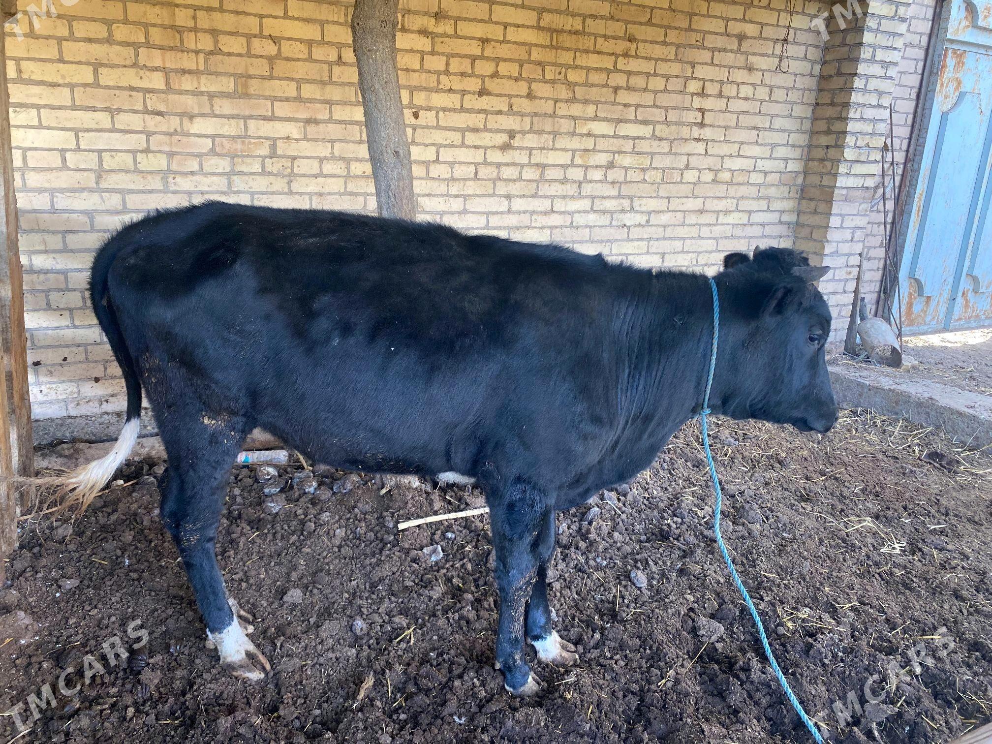 2 inek 1 unajyn - Çärjew - img 3