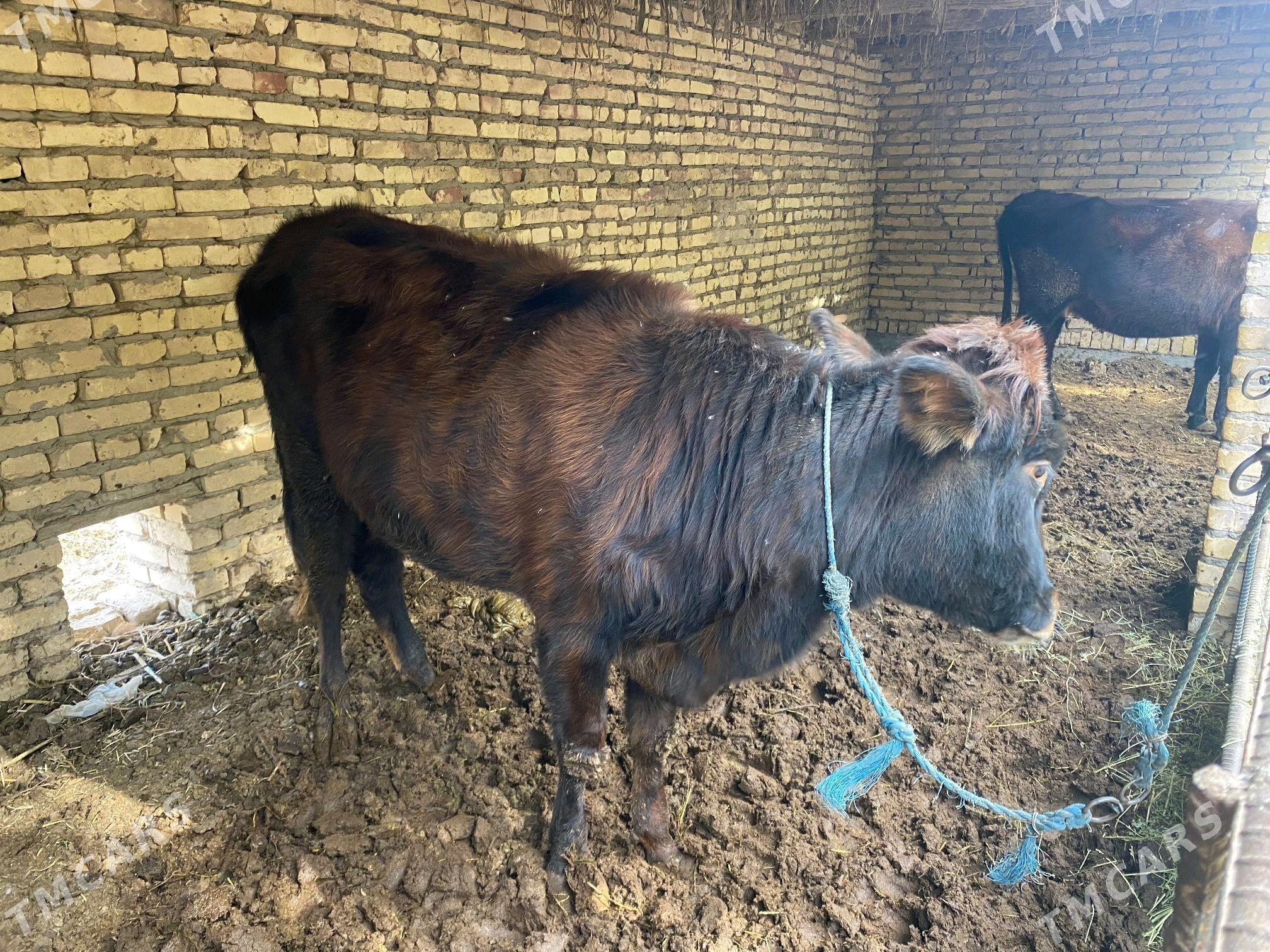 2 inek 1 unajyn - Çärjew - img 5