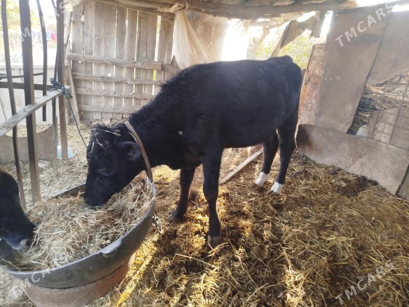 ojekli inek - Türkmenabat - img 5