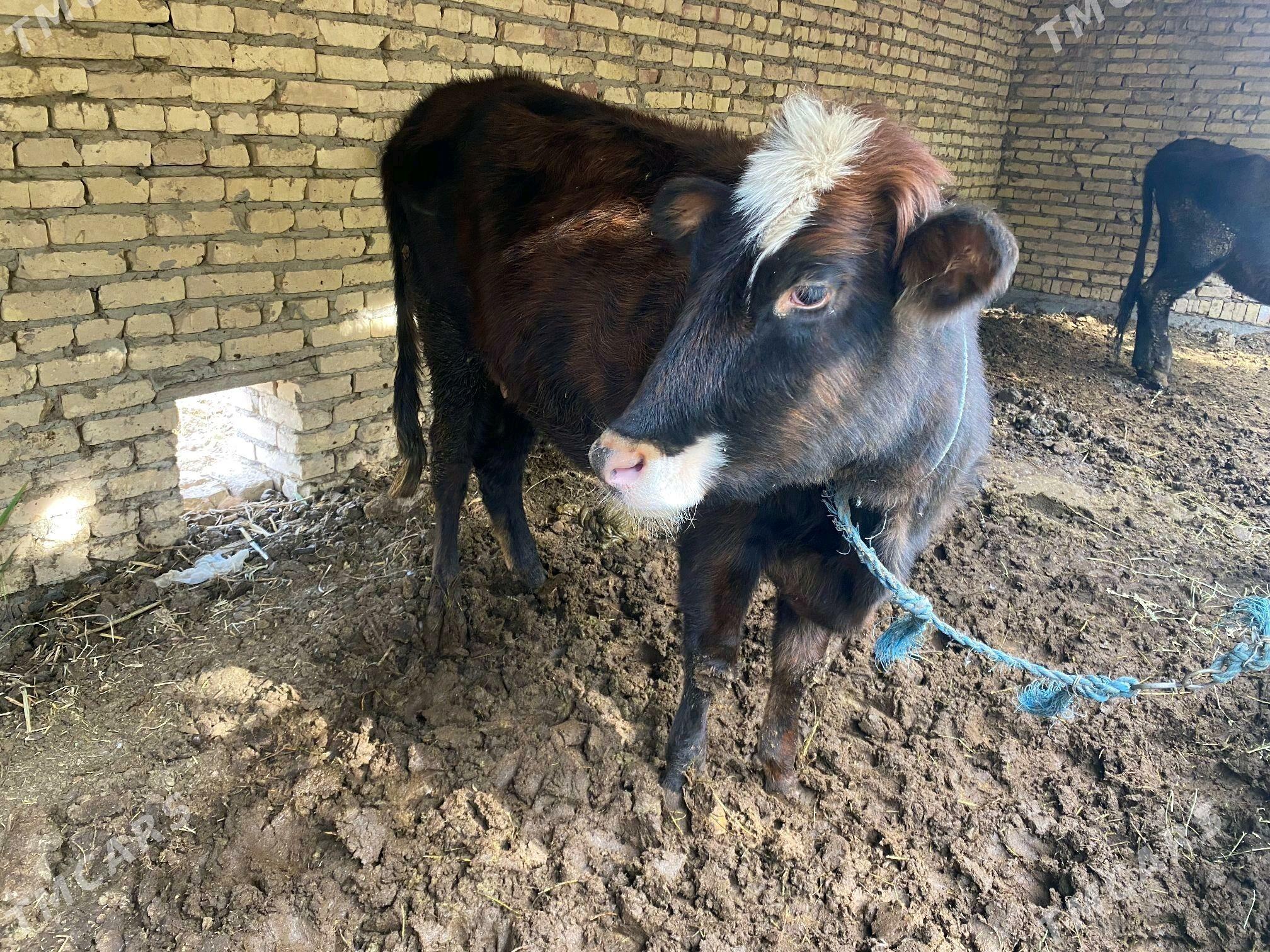 2 inek 1 unajyn - Çärjew - img 4