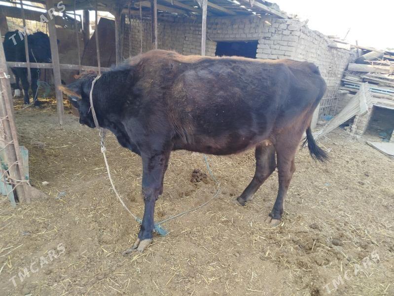 ojekli inek - Türkmenabat - img 1