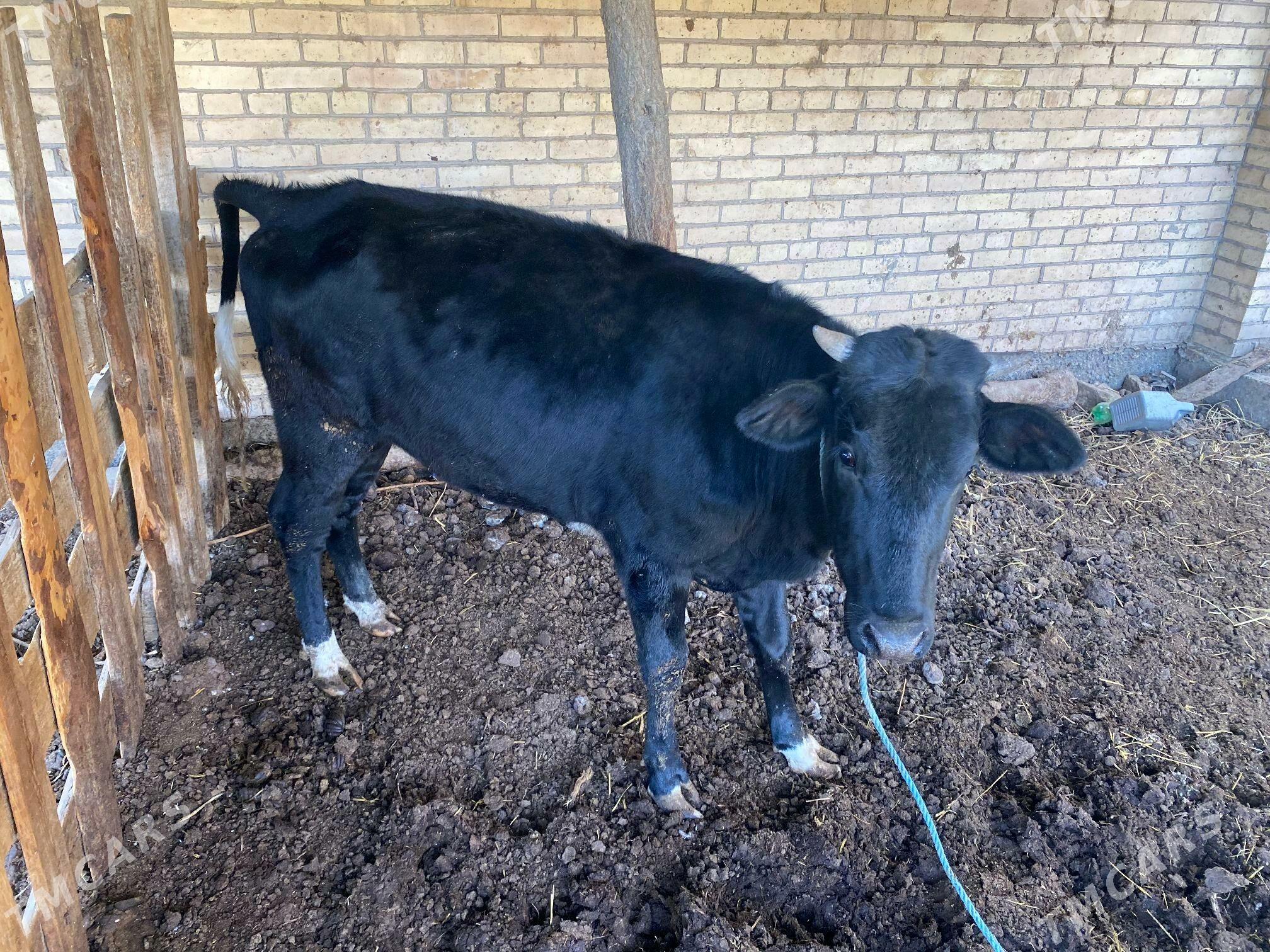 2 inek 1 unajyn - Çärjew - img 1