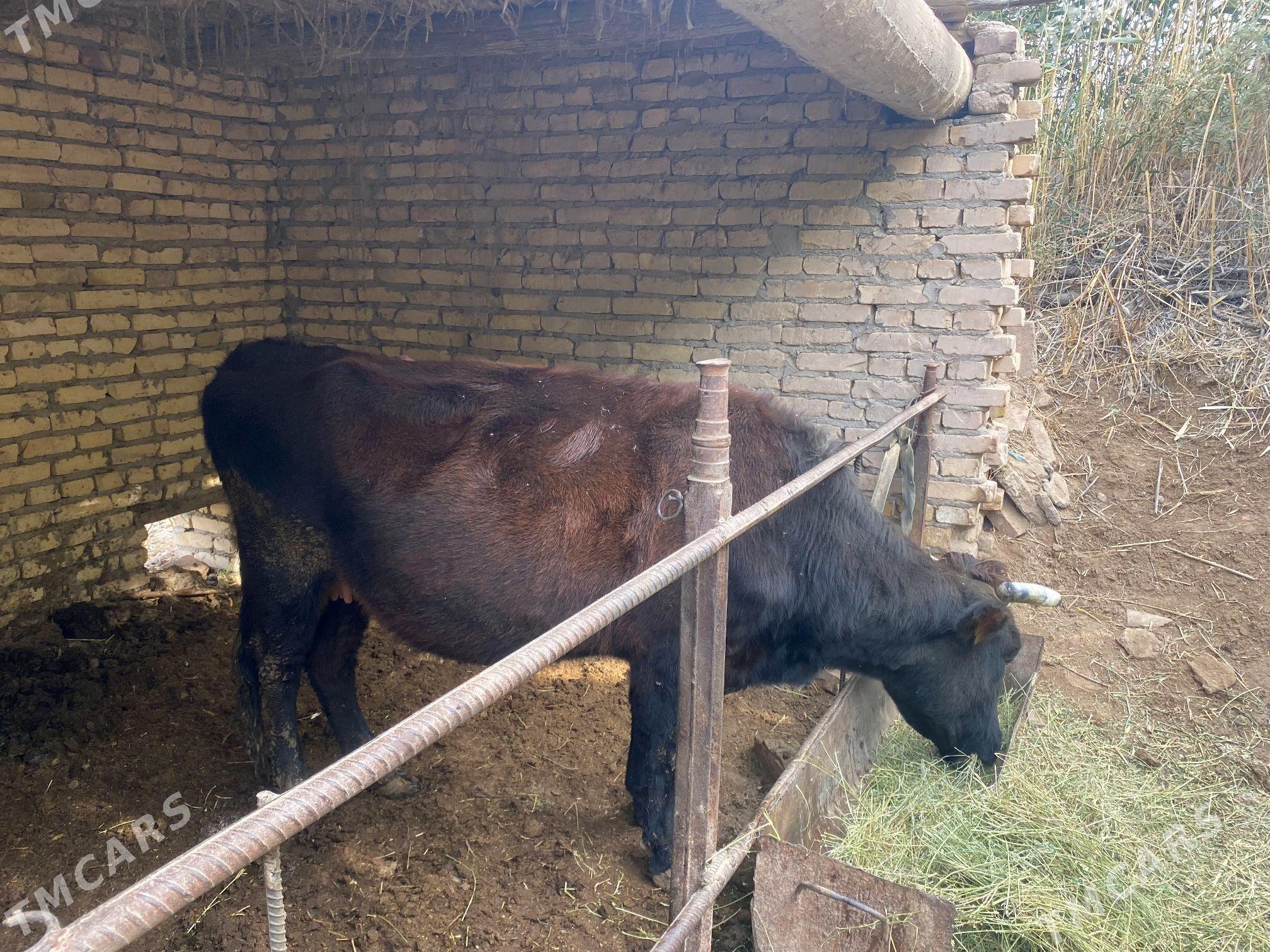 2 inek 1 unajyn - Çärjew - img 8