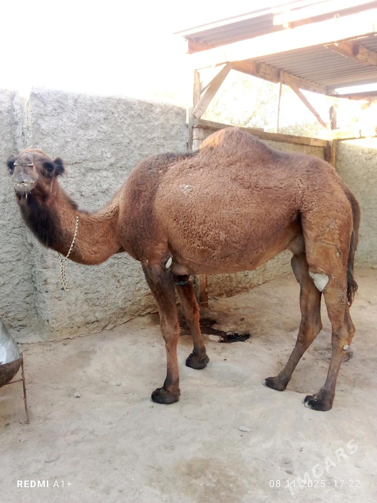 düýe - Берекет - img 1