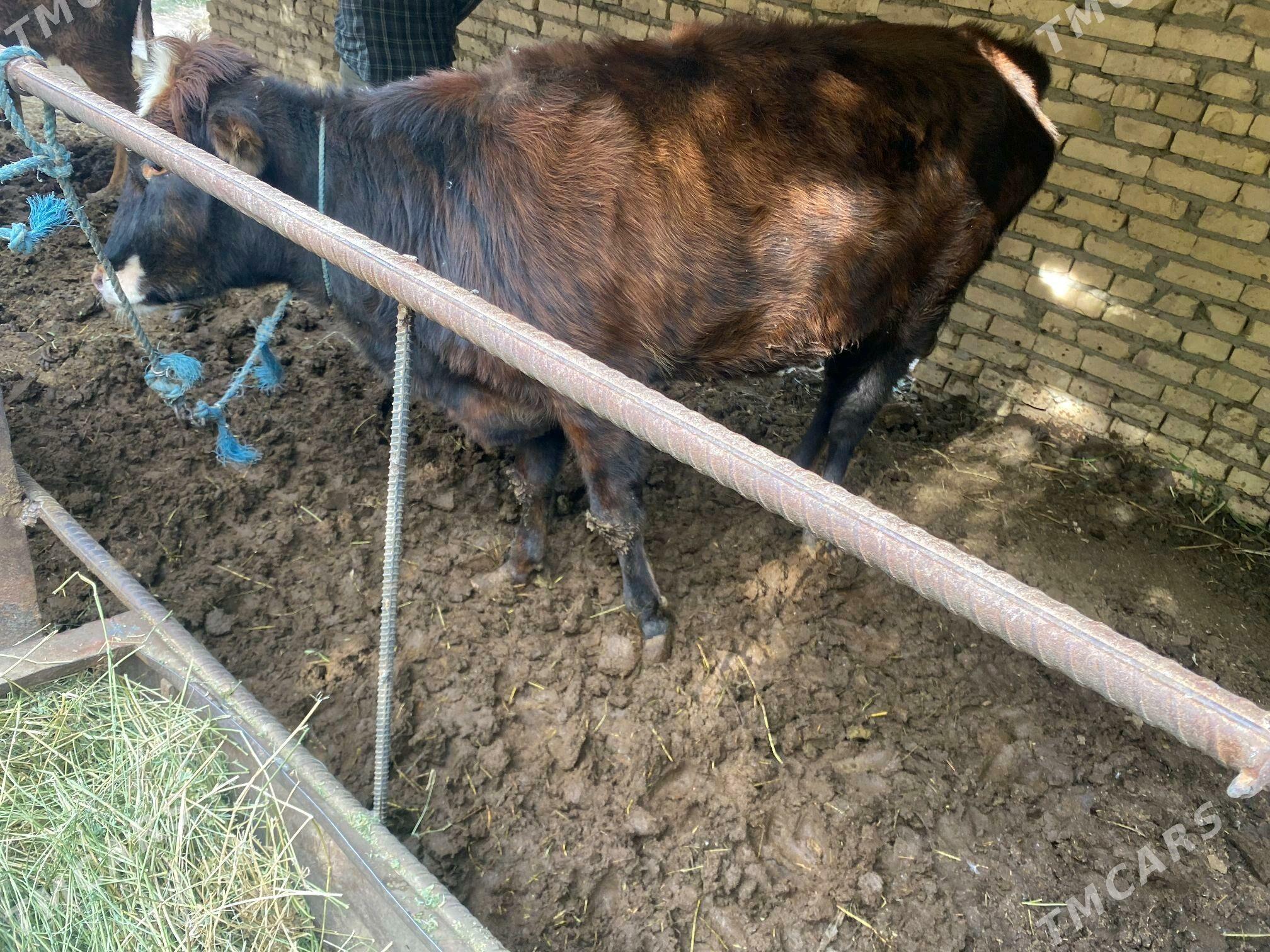 2 inek 1 unajyn - Çärjew - img 9